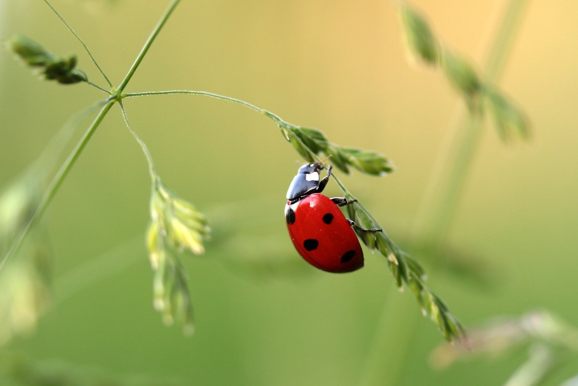 ladybug beetle coccinellidae insect nature red 4k, HD Wallpaper