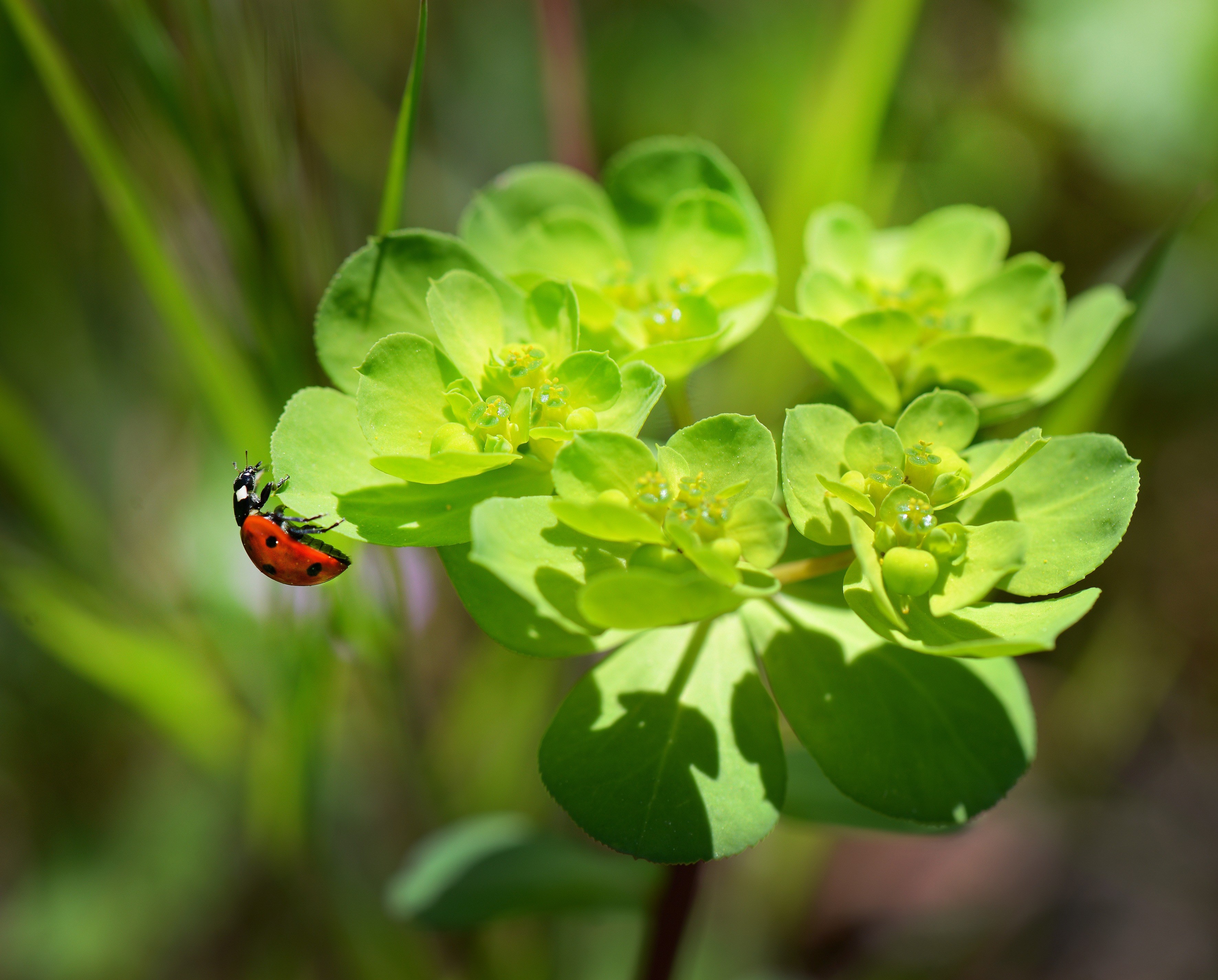 ladybug nature macro flowers plants red insects 4k, HD Wallpaper