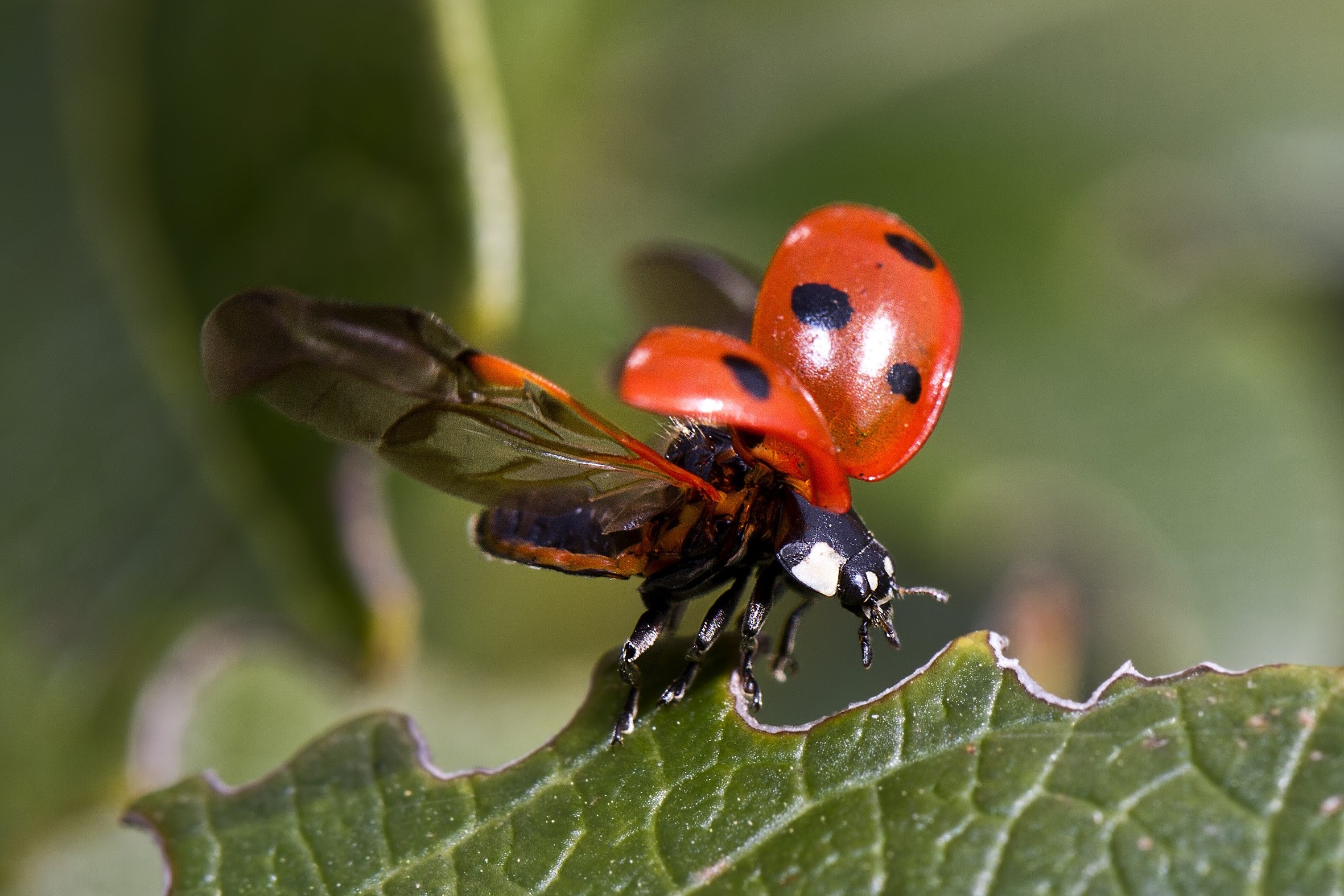 ladybug flight beetle insect macro sheet nature 4k, HD Wallpaper