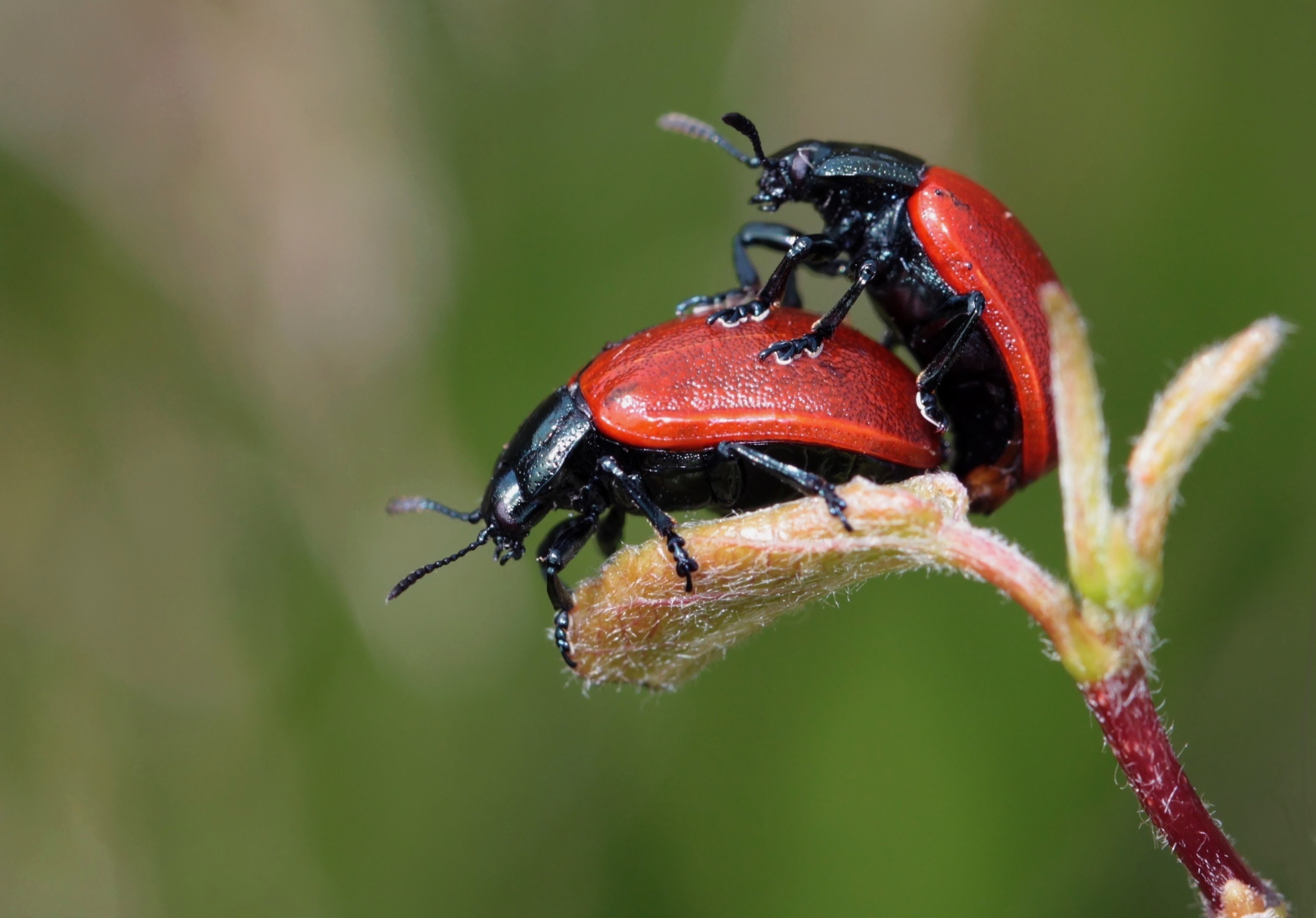 ladybug beetle insect nature drip raindrop 4k, HD Wallpaper
