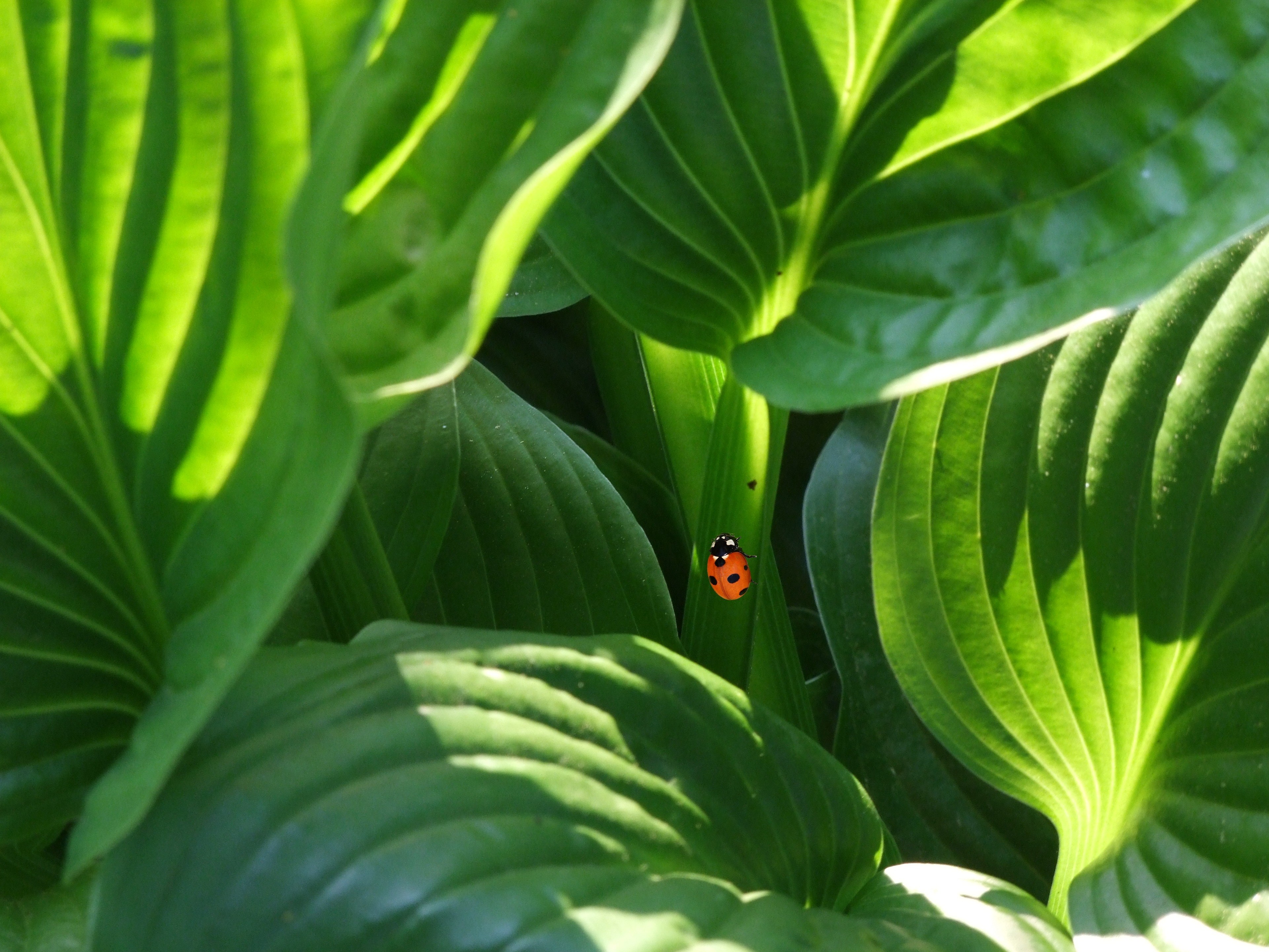 ladybug beetle plant ornamental plant south park 4k, HD Wallpaper