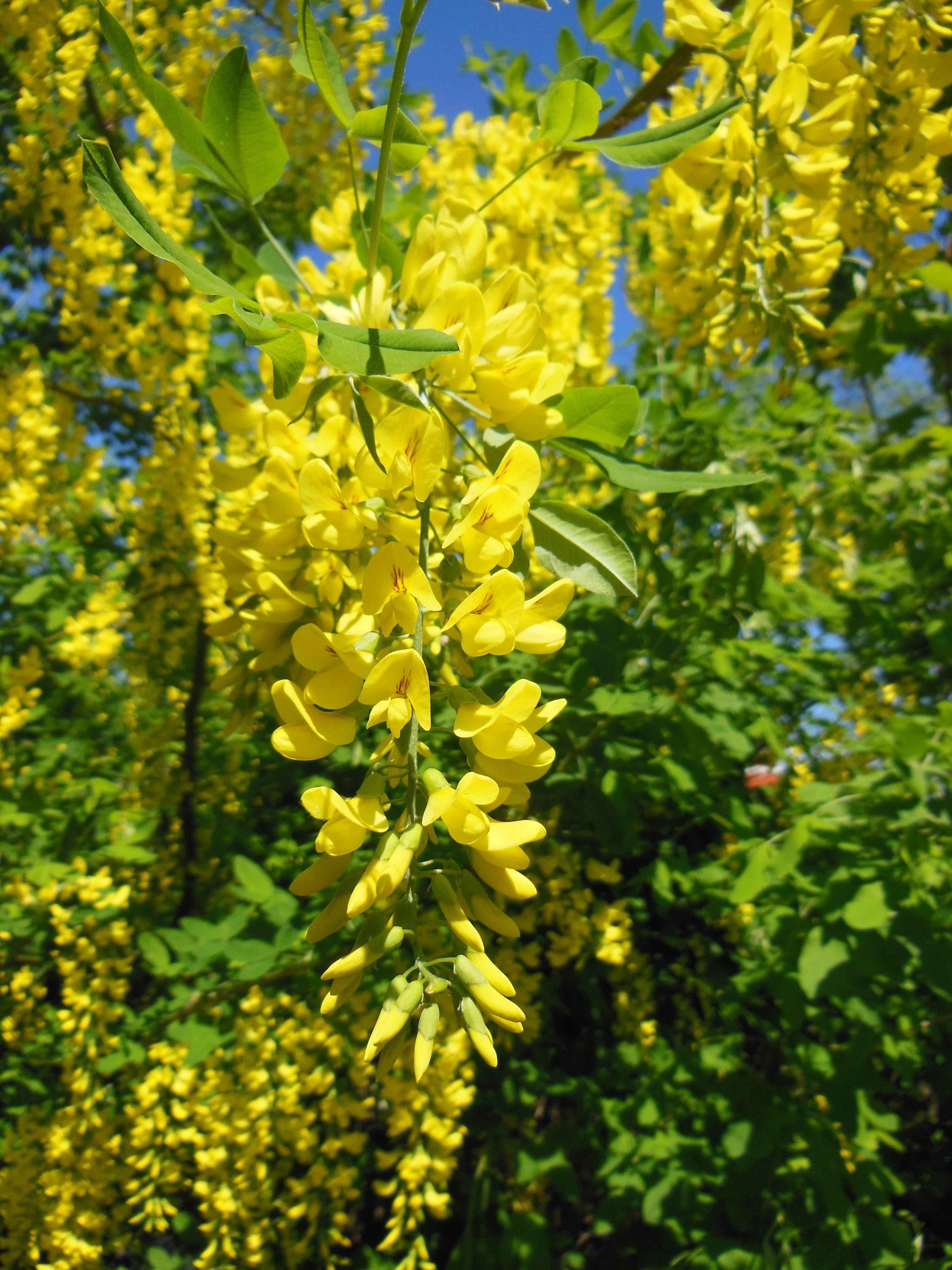 laburnum anagyroides pea family close up golden rain 4k, Phone HD Wallpaper