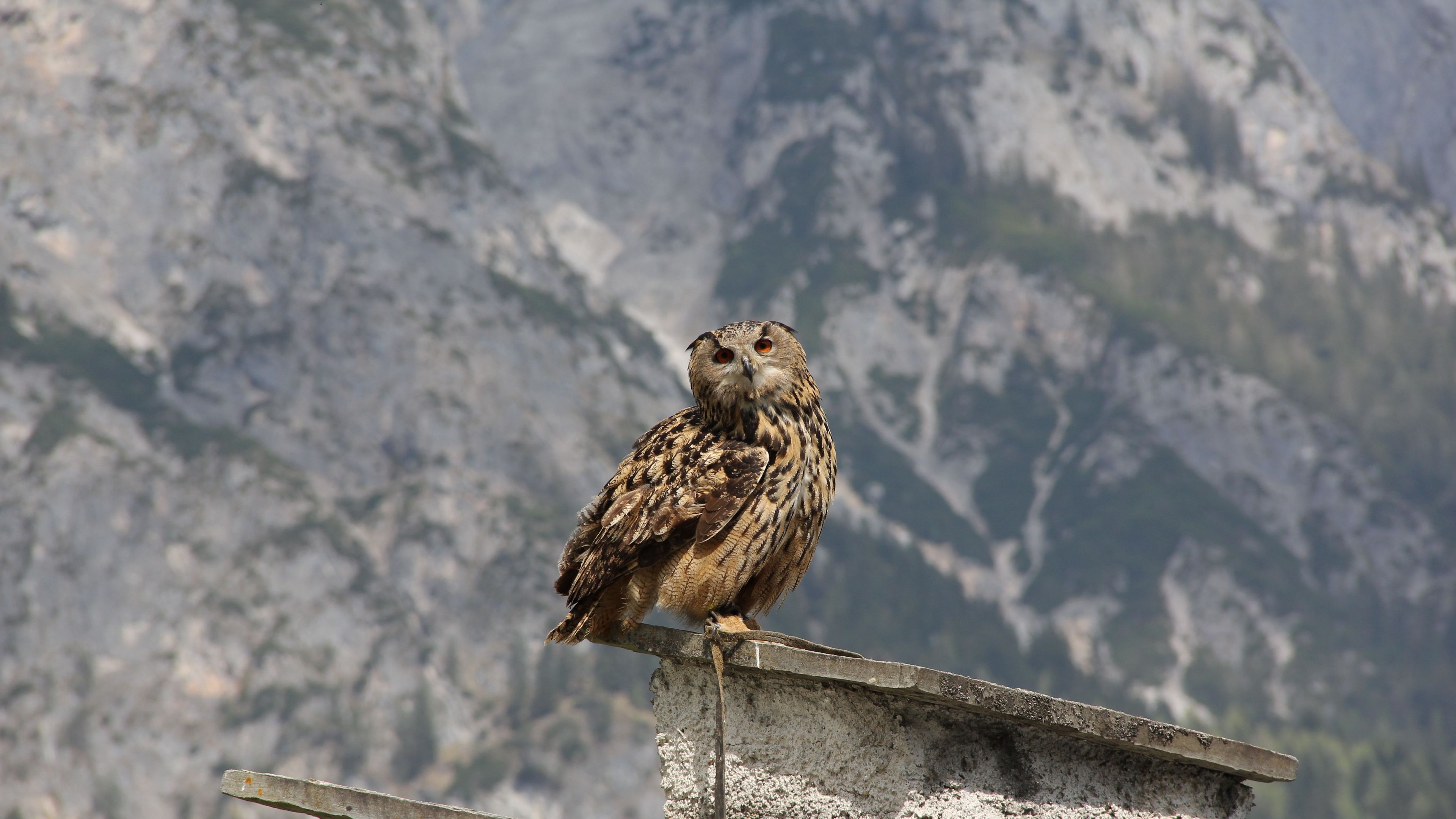 owl, bird, predator, roof, sit, 4k, HD Wallpaper