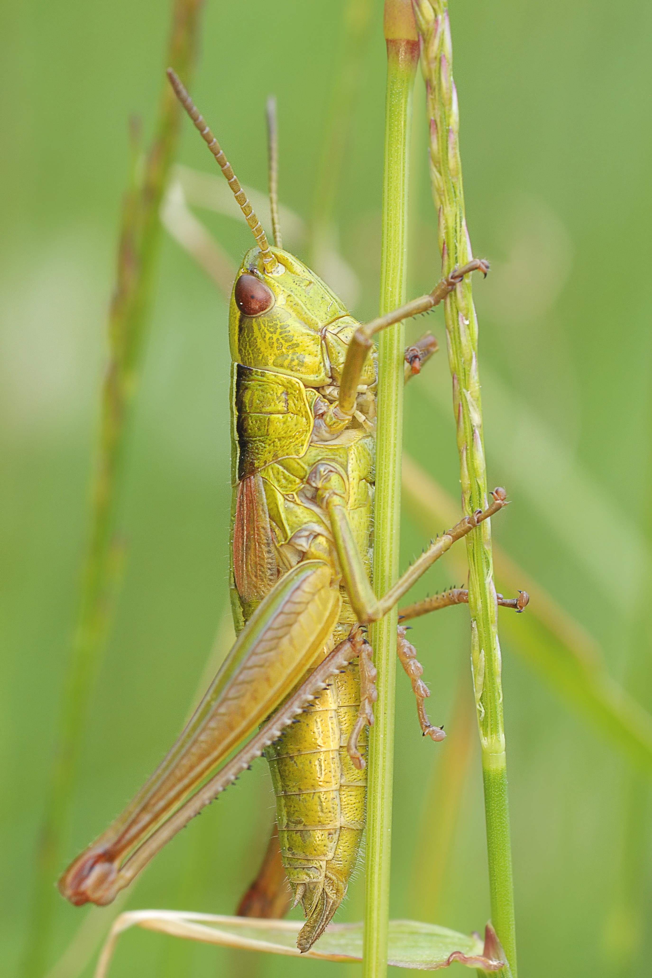 konik grasshopper insect macro 4k, Phone HD Wallpaper