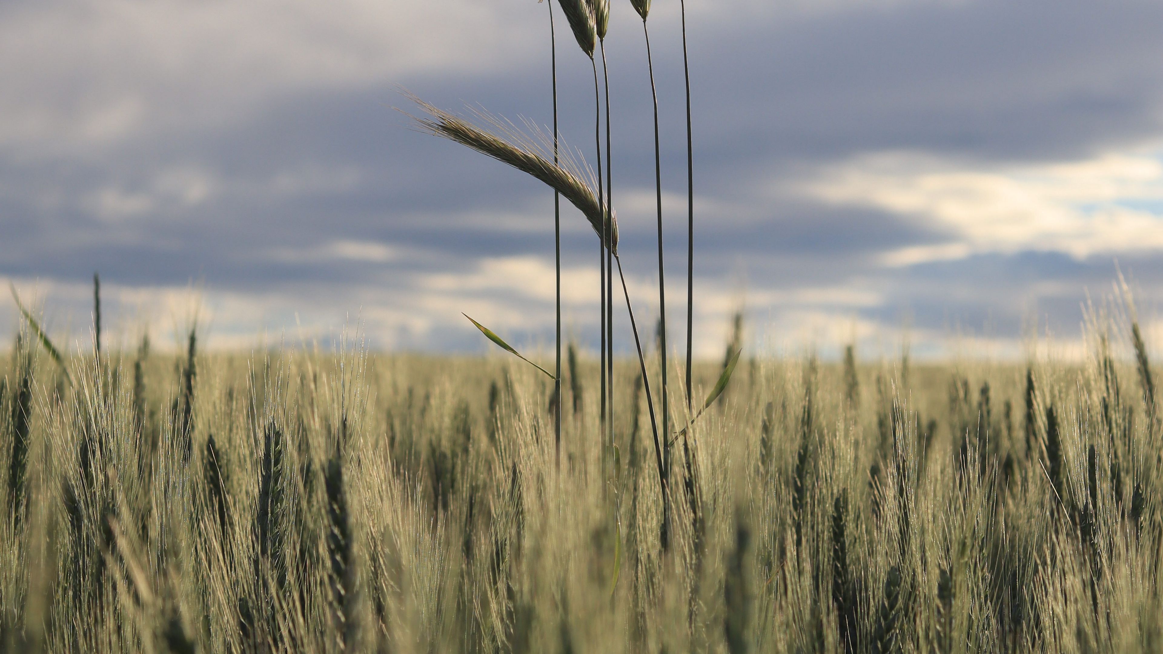 ears, field, grass, horizon, 4k, HD Wallpaper