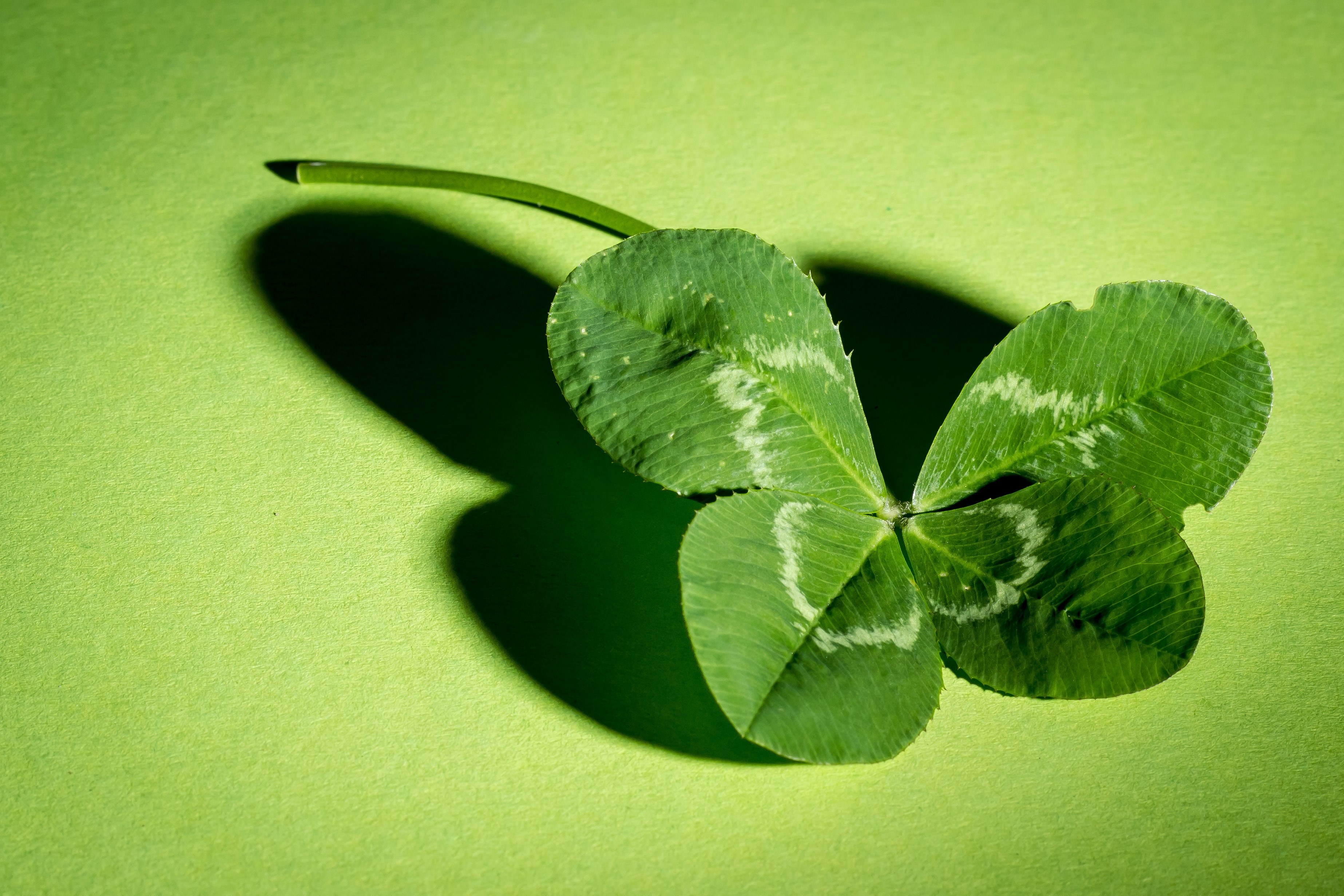klee four leaf clover green vierblättrig 4k, HD Wallpaper