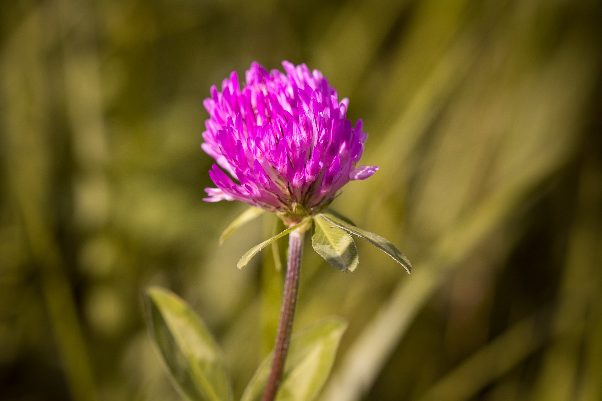 klee blossom bloom purple pointed flower nature 4k, HD Wallpaper