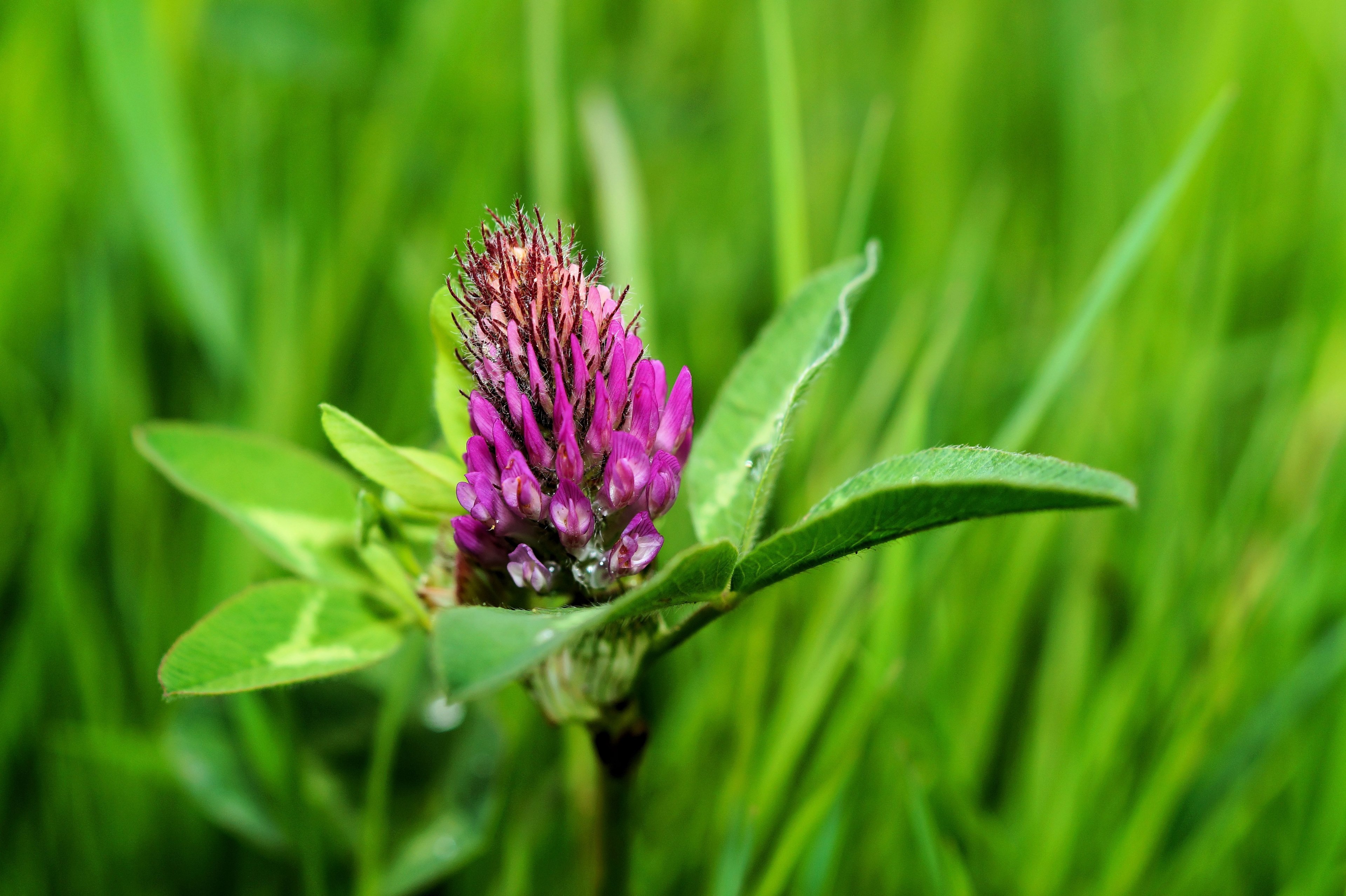 klee flowers close purple trifolium 4k, HD Wallpaper