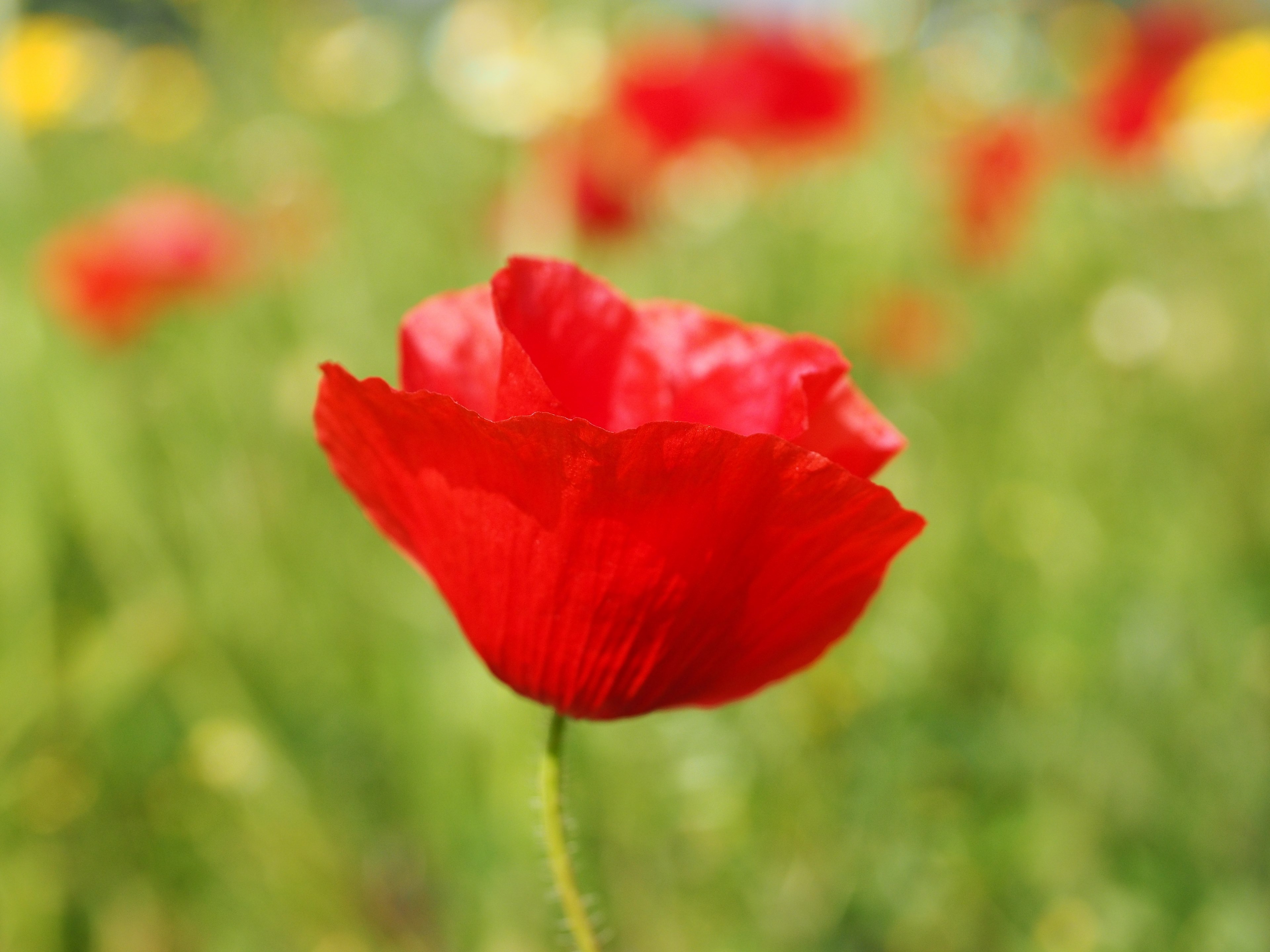 klatschmohn poppy flower poppy red poppy red 4k, HD Wallpaper