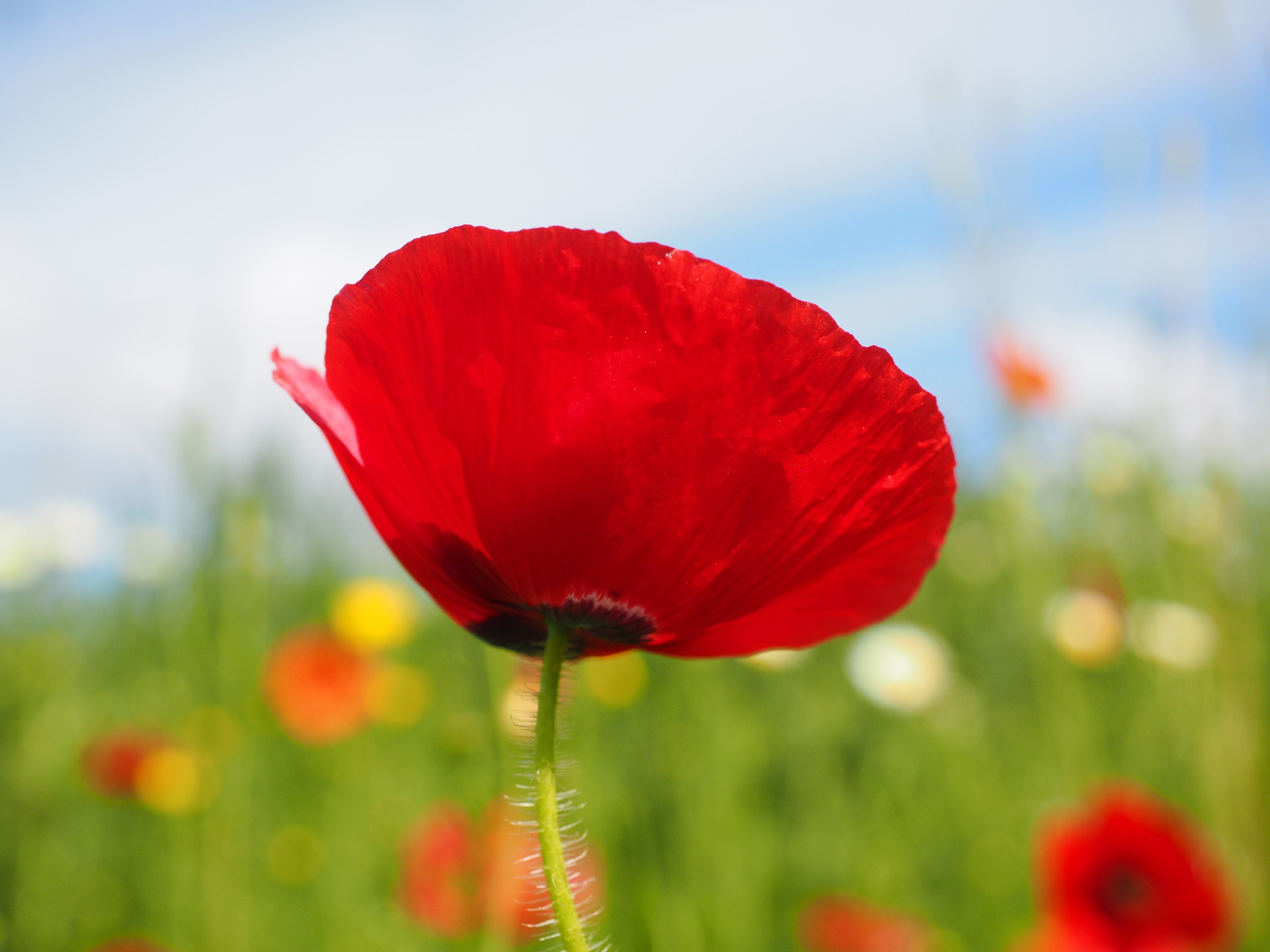 klatschmohn poppy flower poppy red poppy red 4k, HD Wallpaper