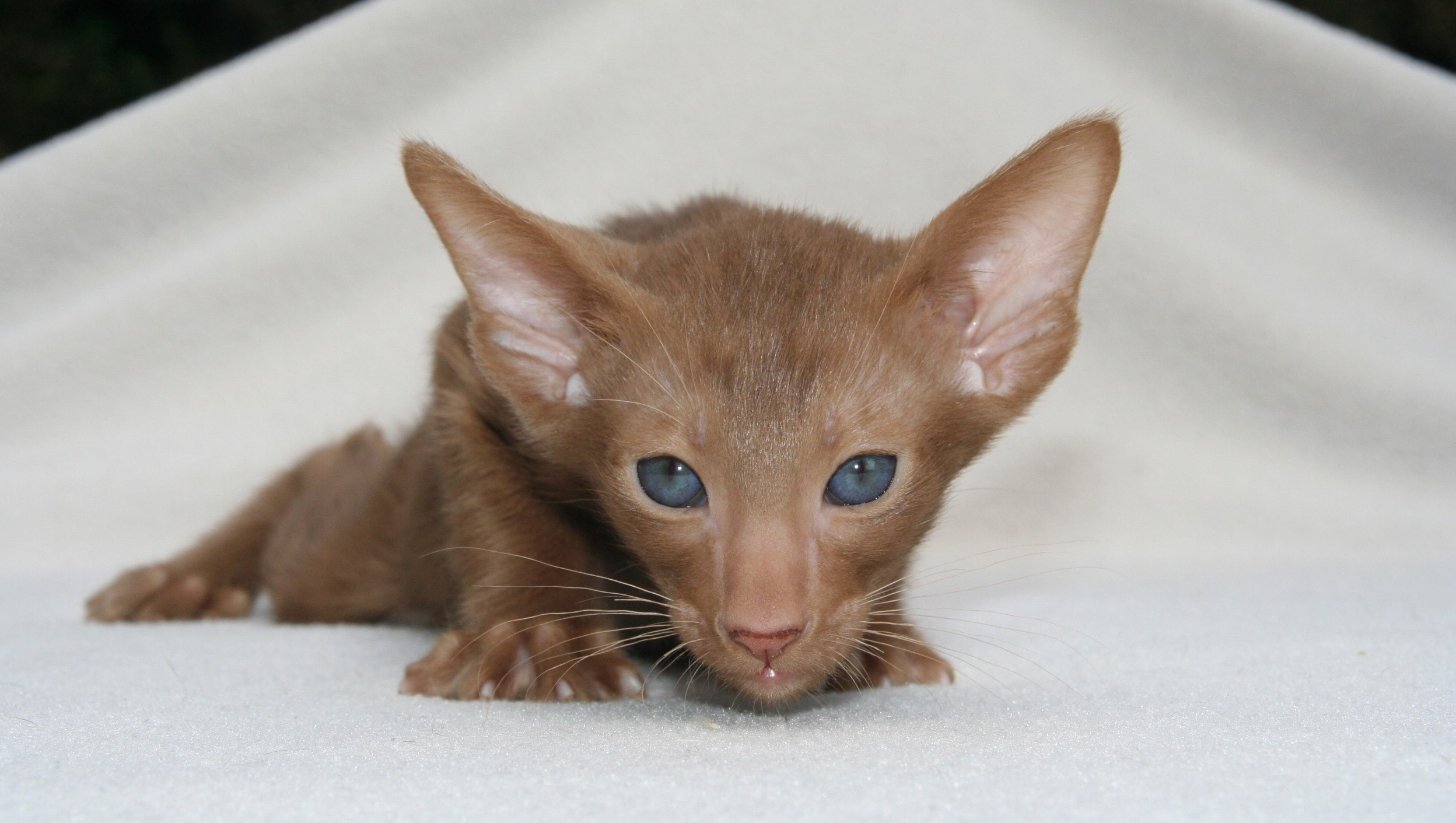 kitten cat baby young animal aggressive hunting 4k, HD Wallpaper