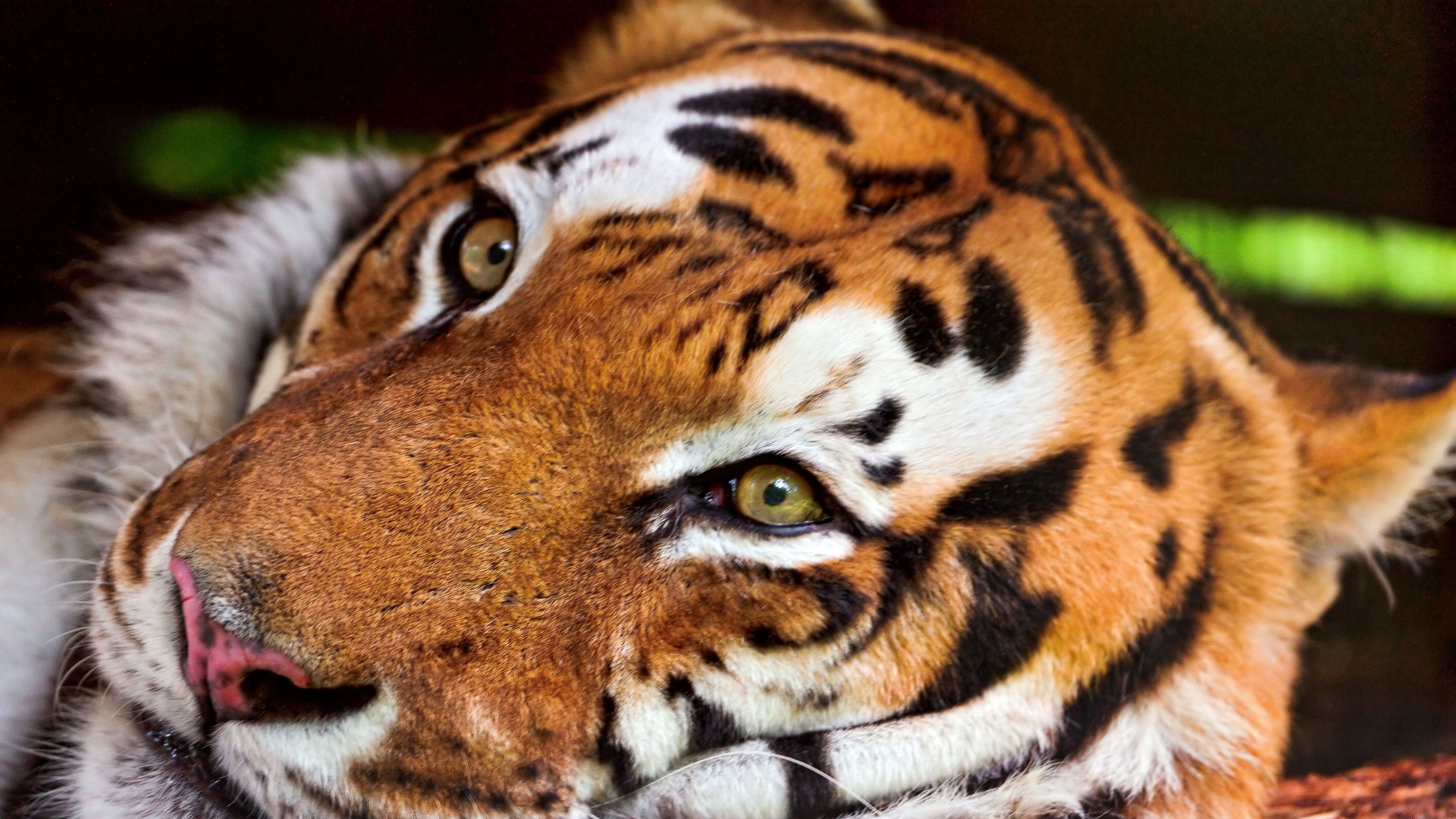 tiger, face, predator, big cat, 4k, HD Wallpaper