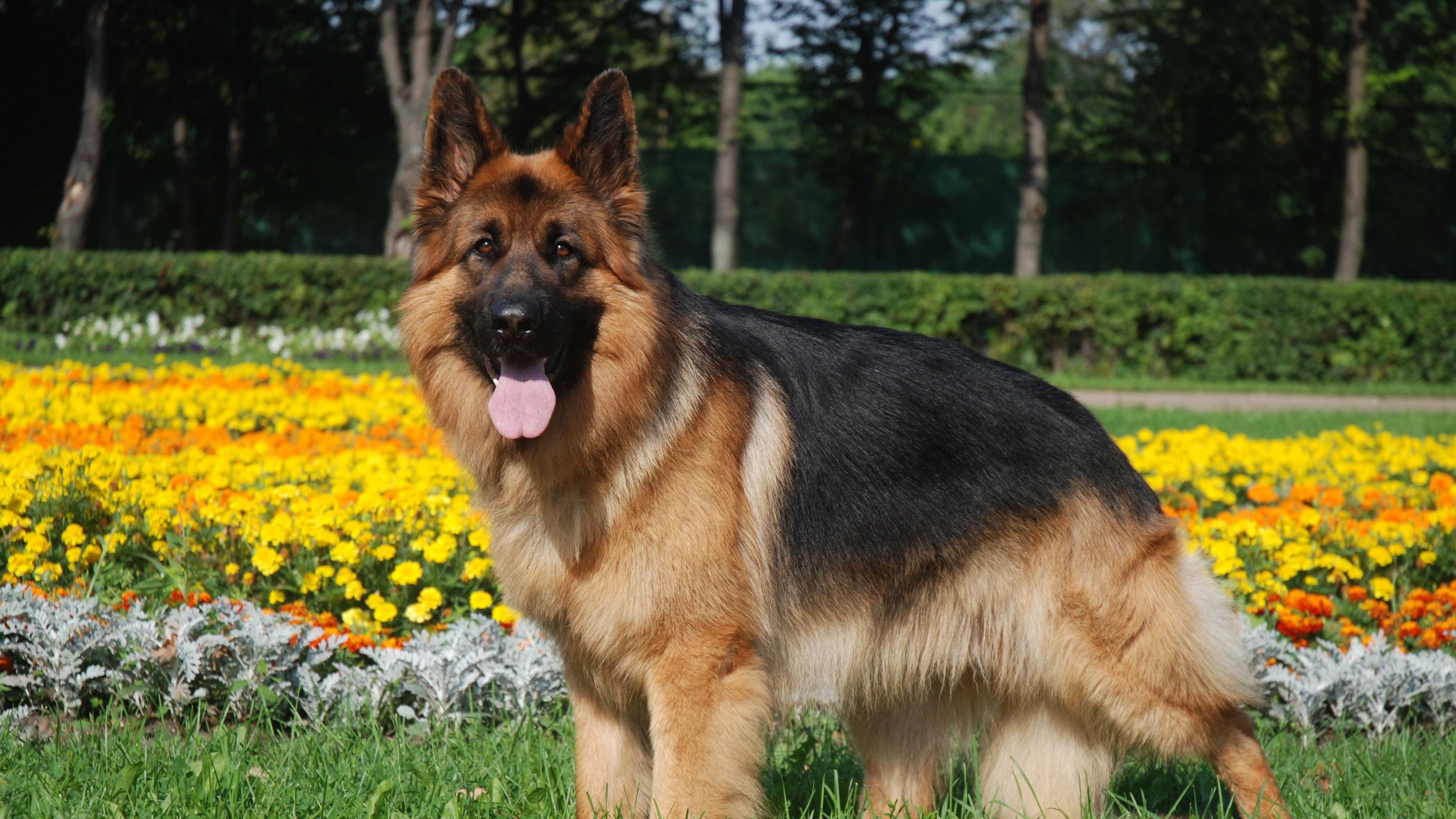dog, sheep, grass, flowers, 4k, HD Wallpaper