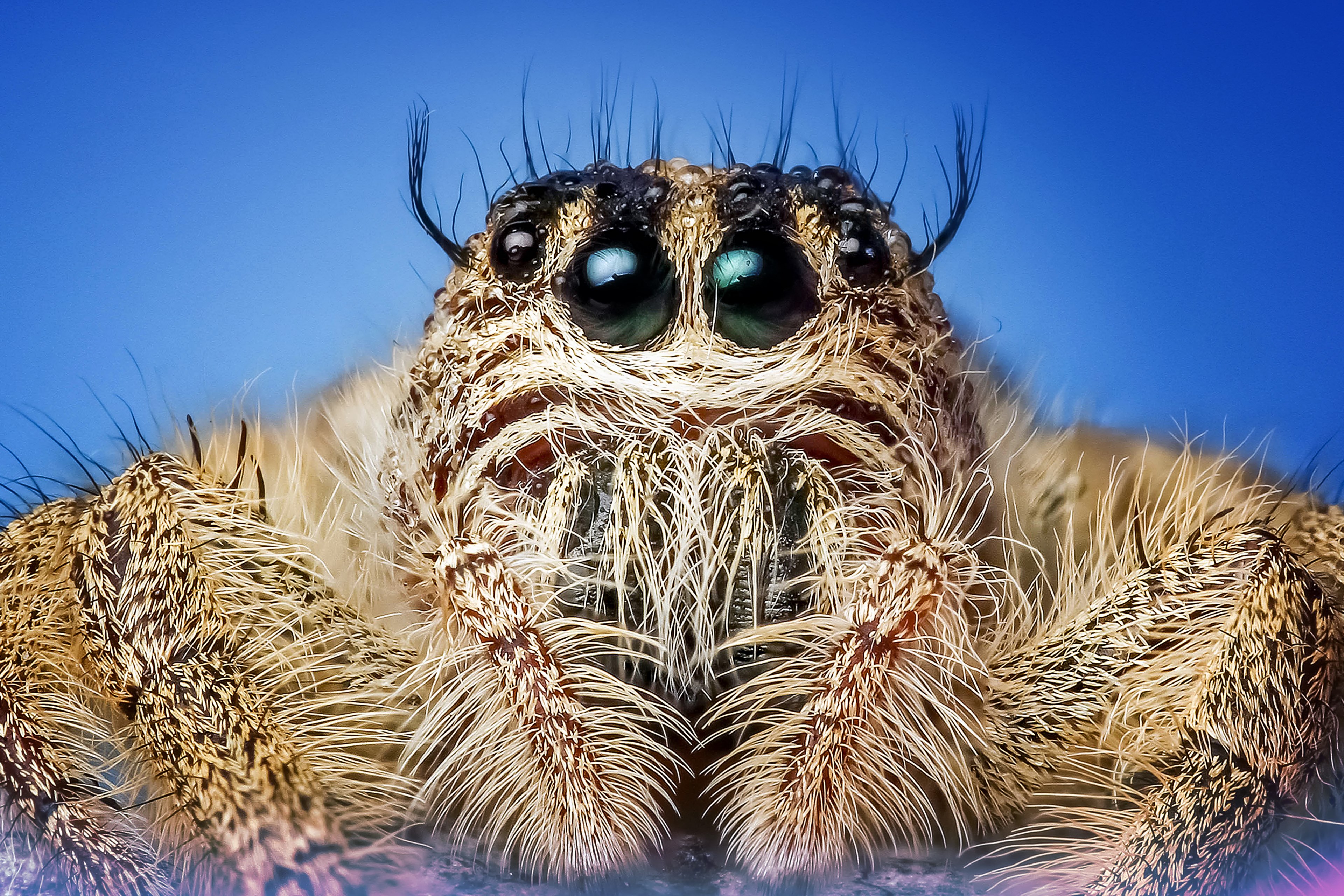 jumping spider spider insect macro eyes cute 4k, HD Wallpaper