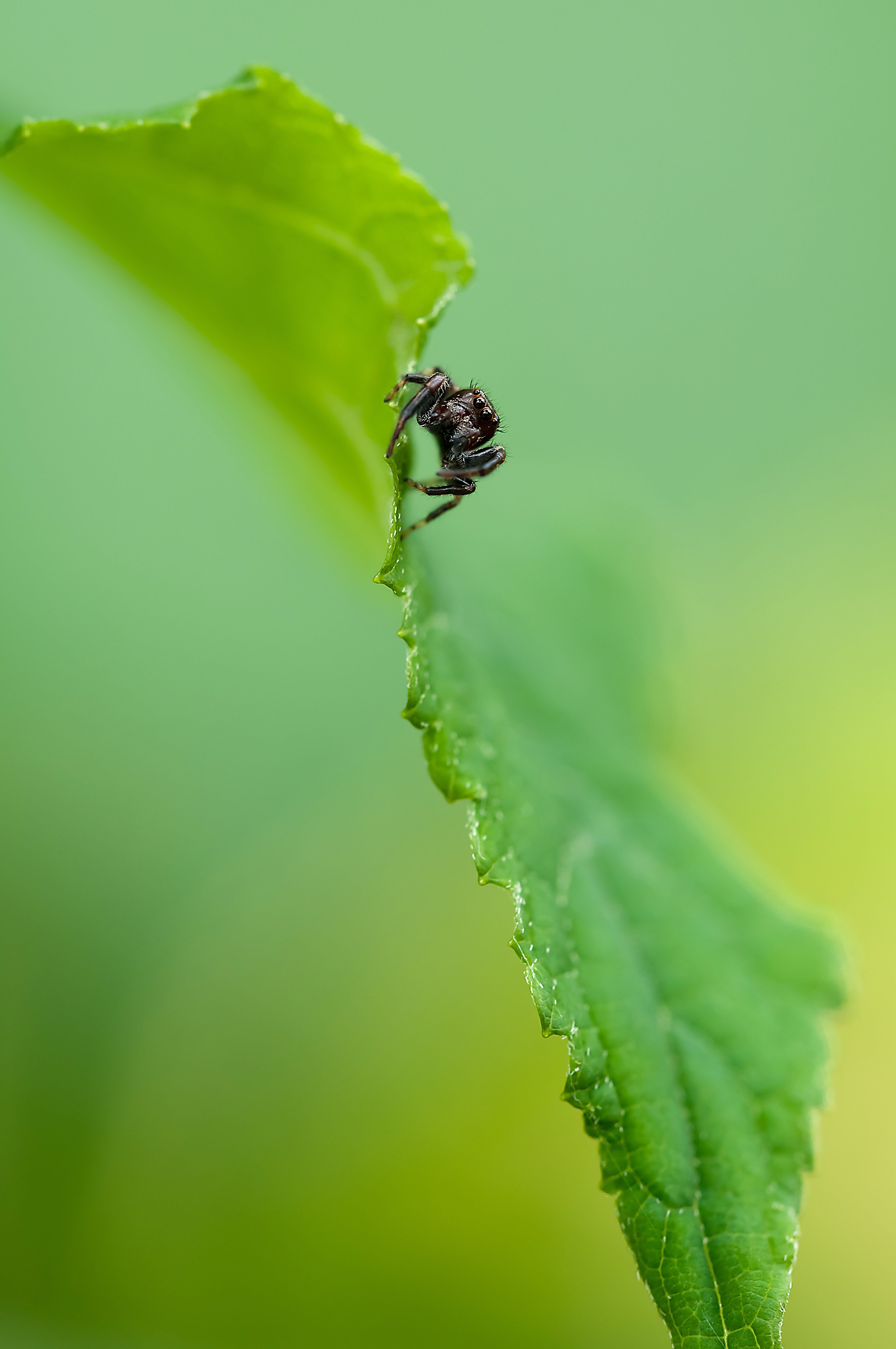 jumping spider spider insect nature plant green 4k, Phone HD Wallpaper