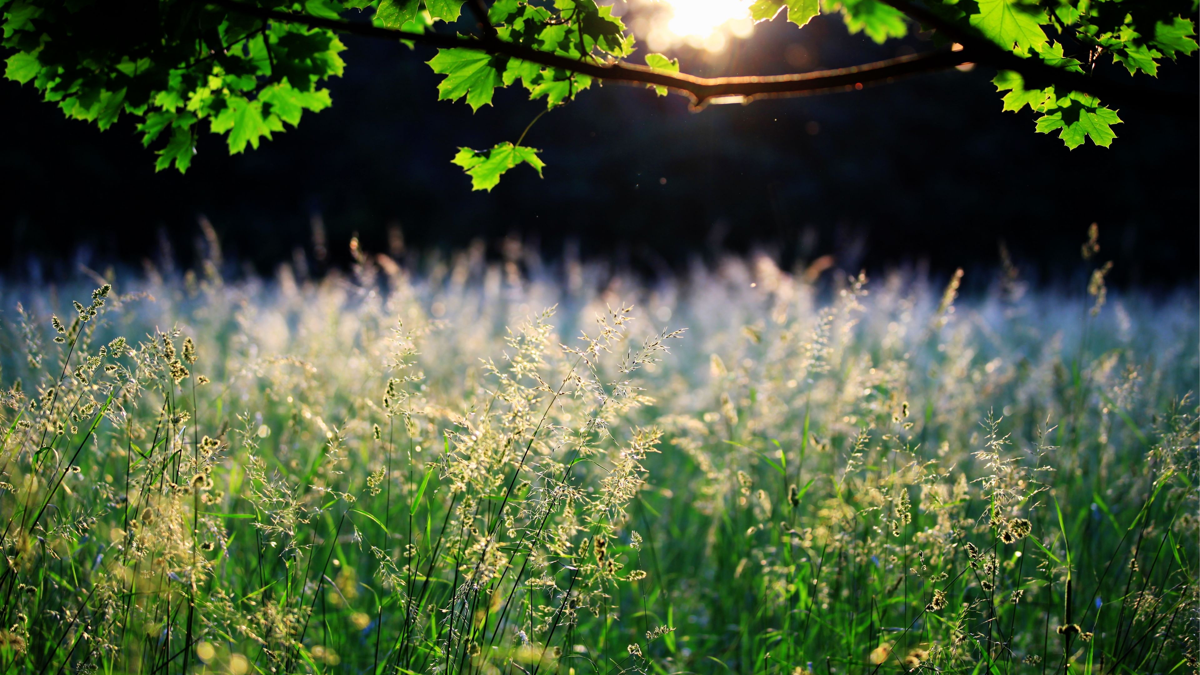 maple, branch, leaves, grass, ears, sun, light, 4k, HD Wallpaper