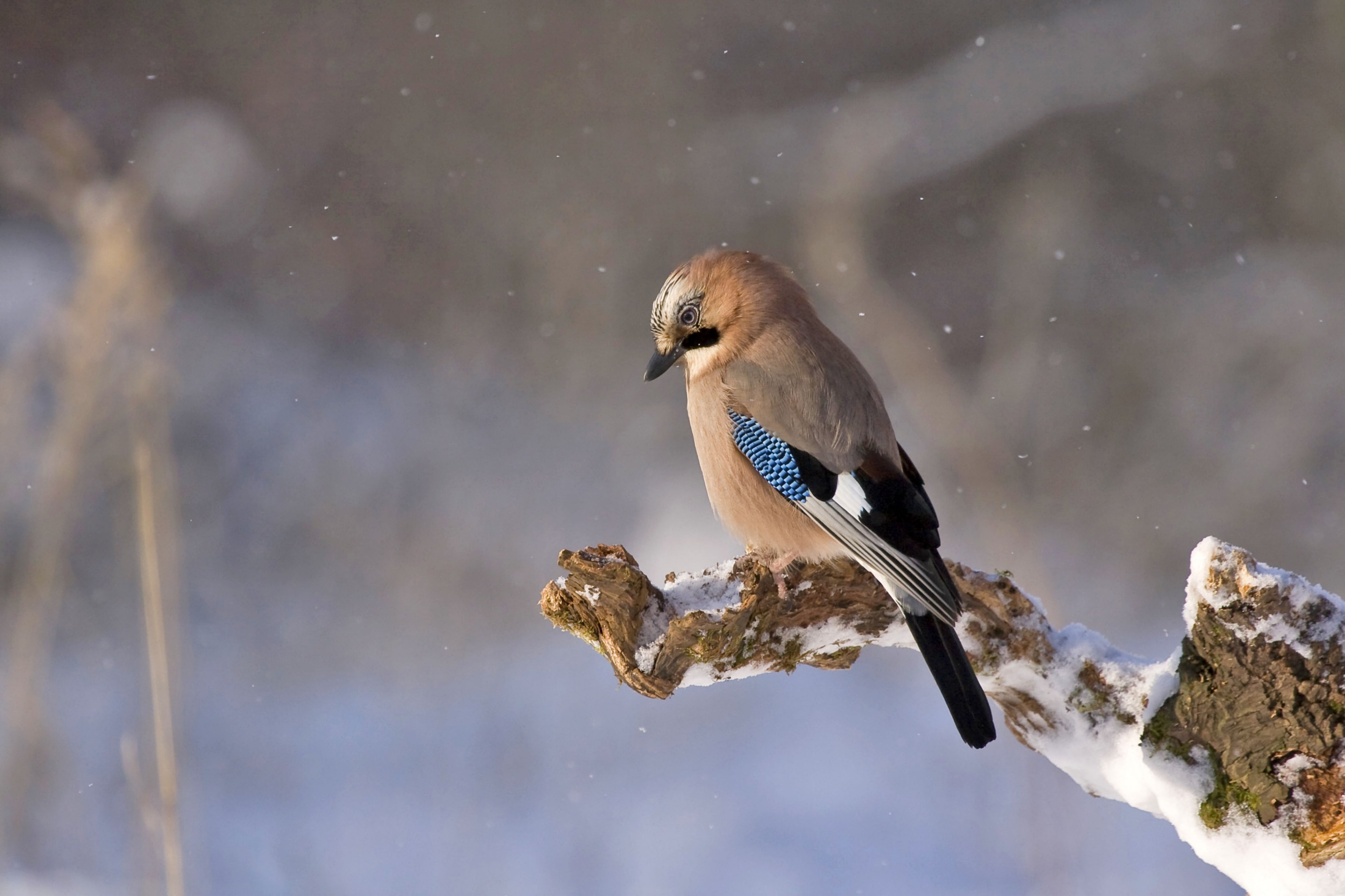 jay bird konar winter 4k, HD Wallpaper