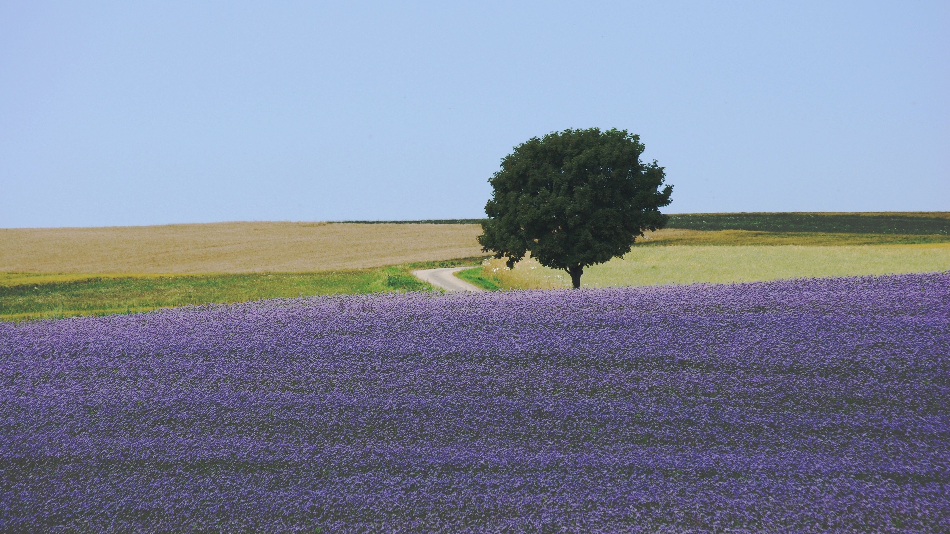 field, flowers, tree, carpet, lilac, 4k, HD Wallpaper