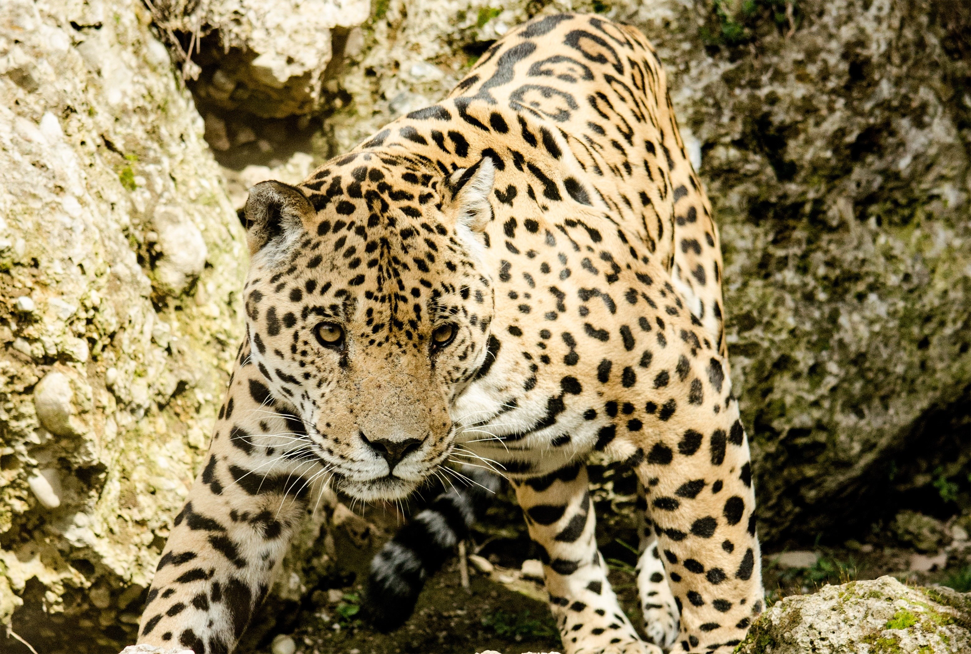 jaguar cat big cat wildcat zoo tiergarten 4k, HD Wallpaper