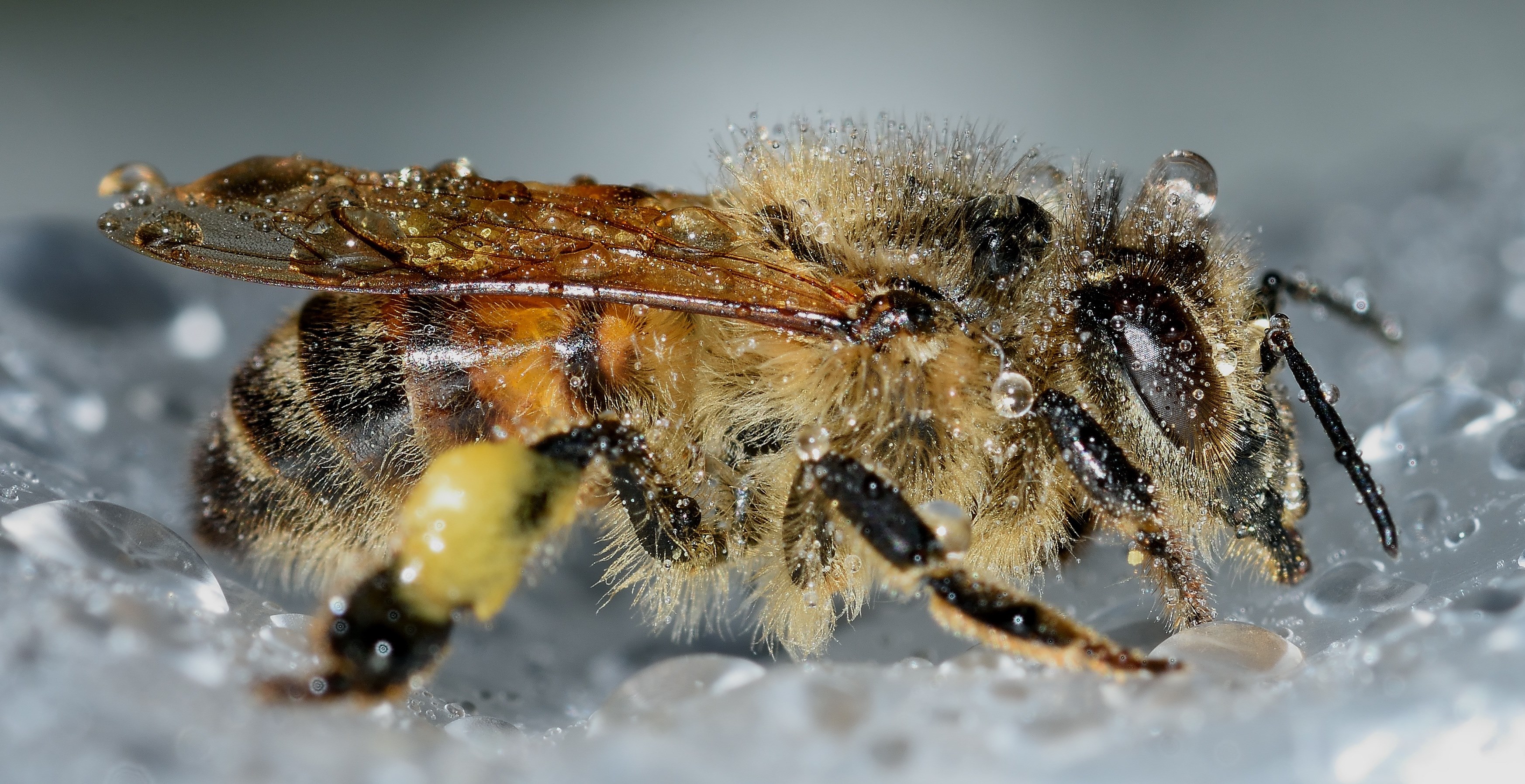 insects hymenoptera apis mellifera drops macro 4k, HD Wallpaper