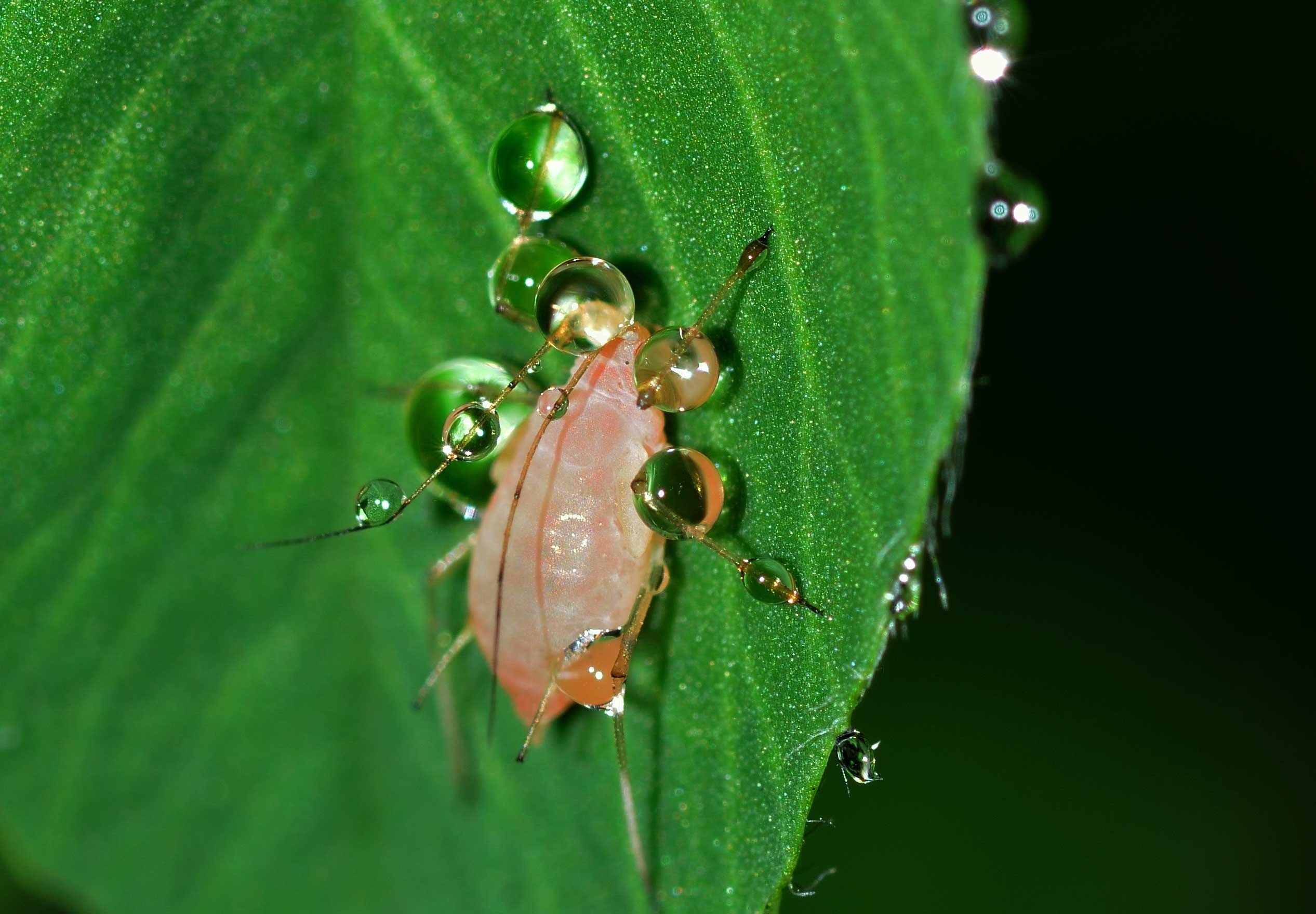 insects aphid hemiptera drops water 4k, HD Wallpaper