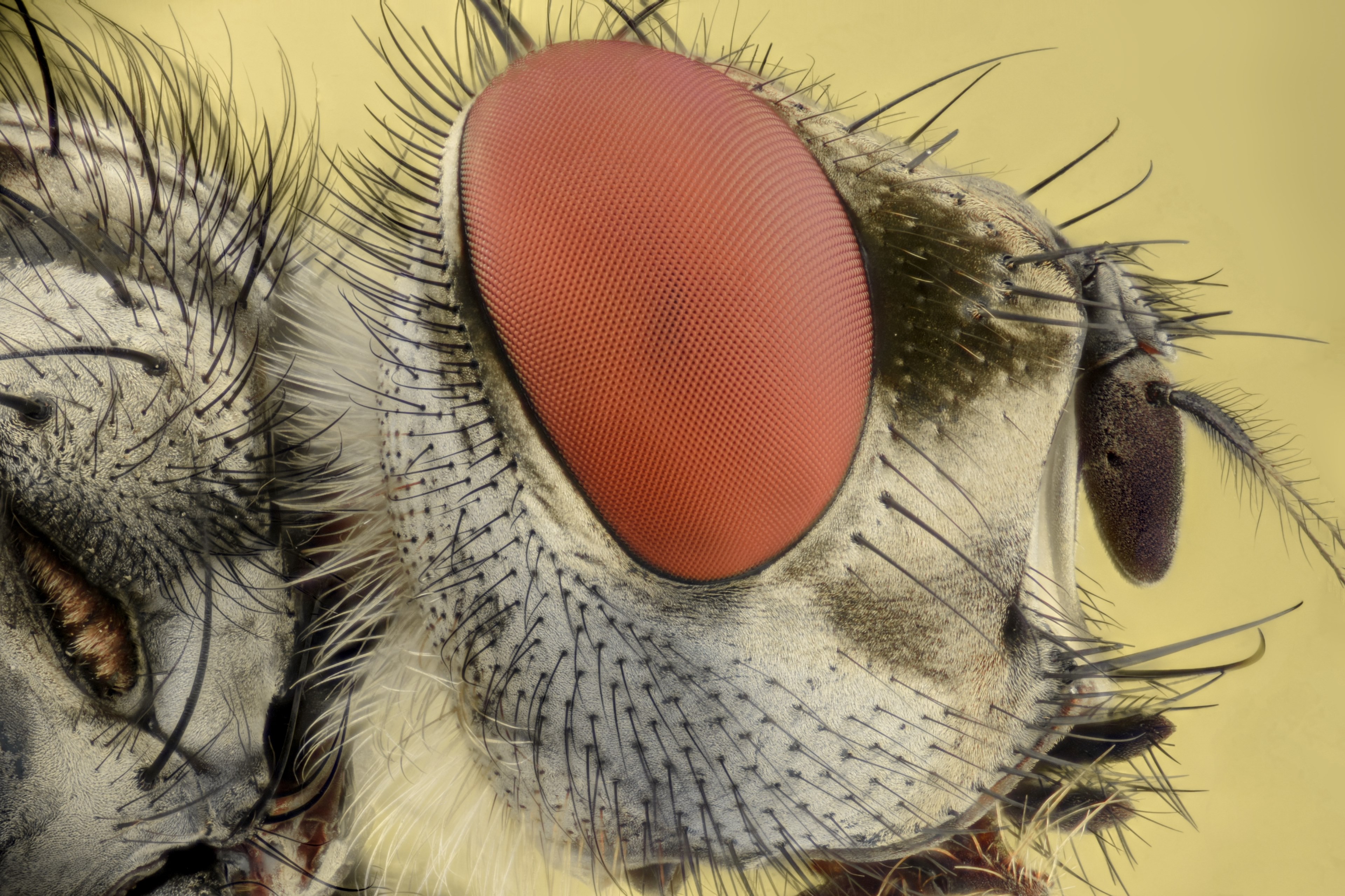 insect extreme macro eyes bug fly focus animal 4k, HD Wallpaper