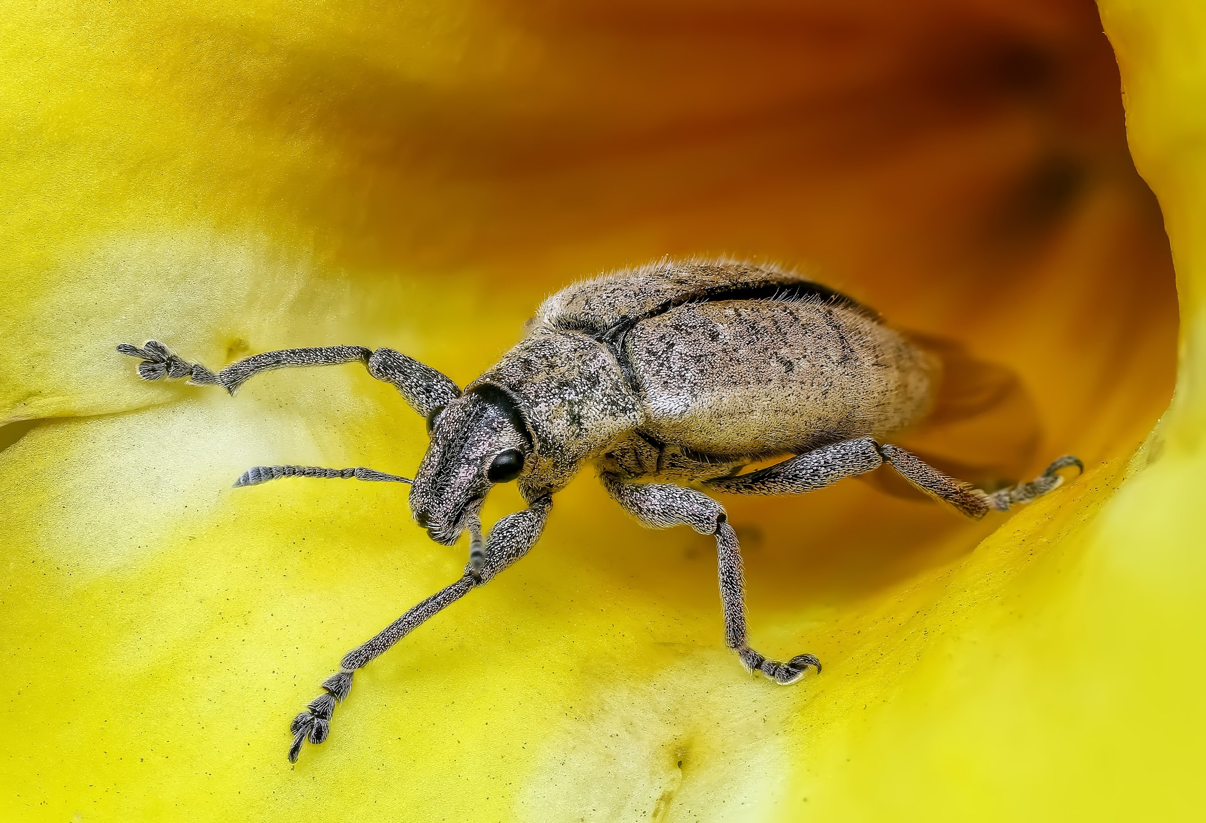 insect macro bug animal magnification detailed 4k, HD Wallpaper