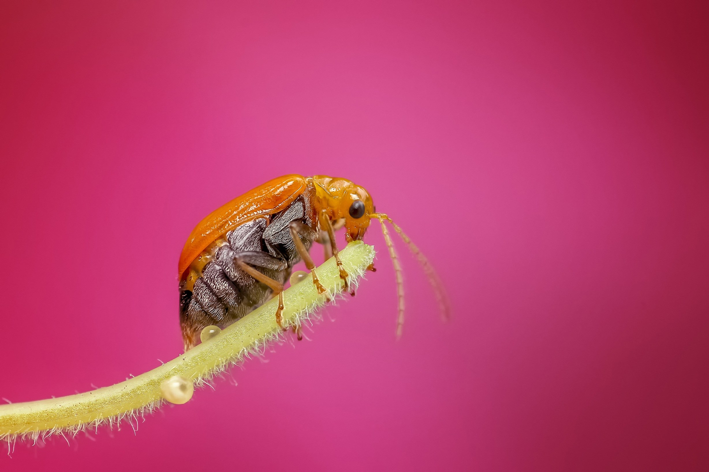 insect macro bug nature animal detailed colors 4k, HD Wallpaper