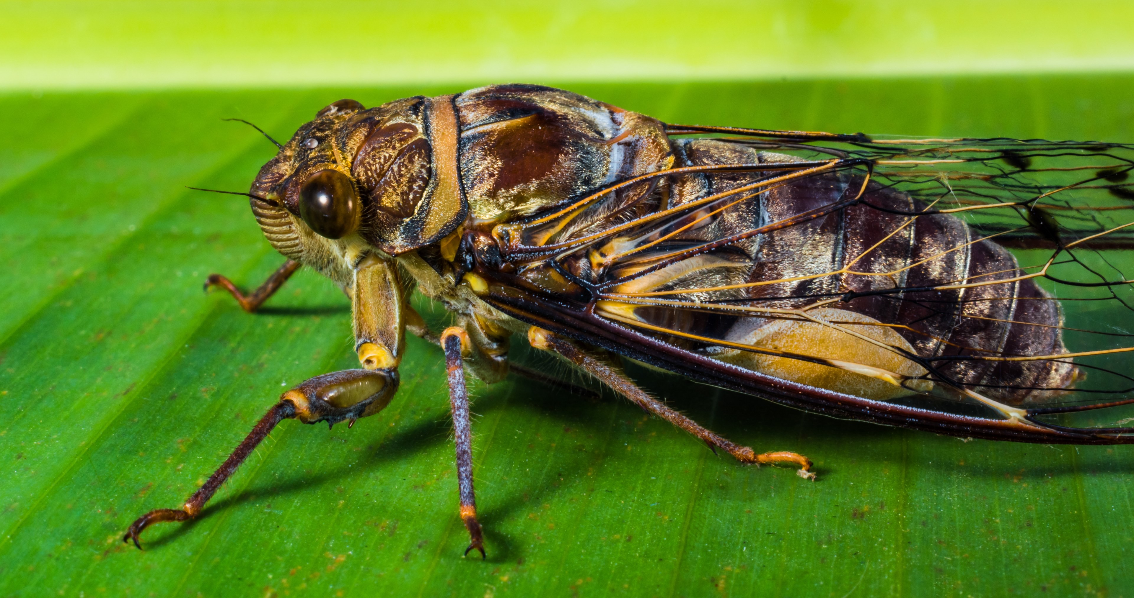 insect new insect whopper close 4k, HD Wallpaper