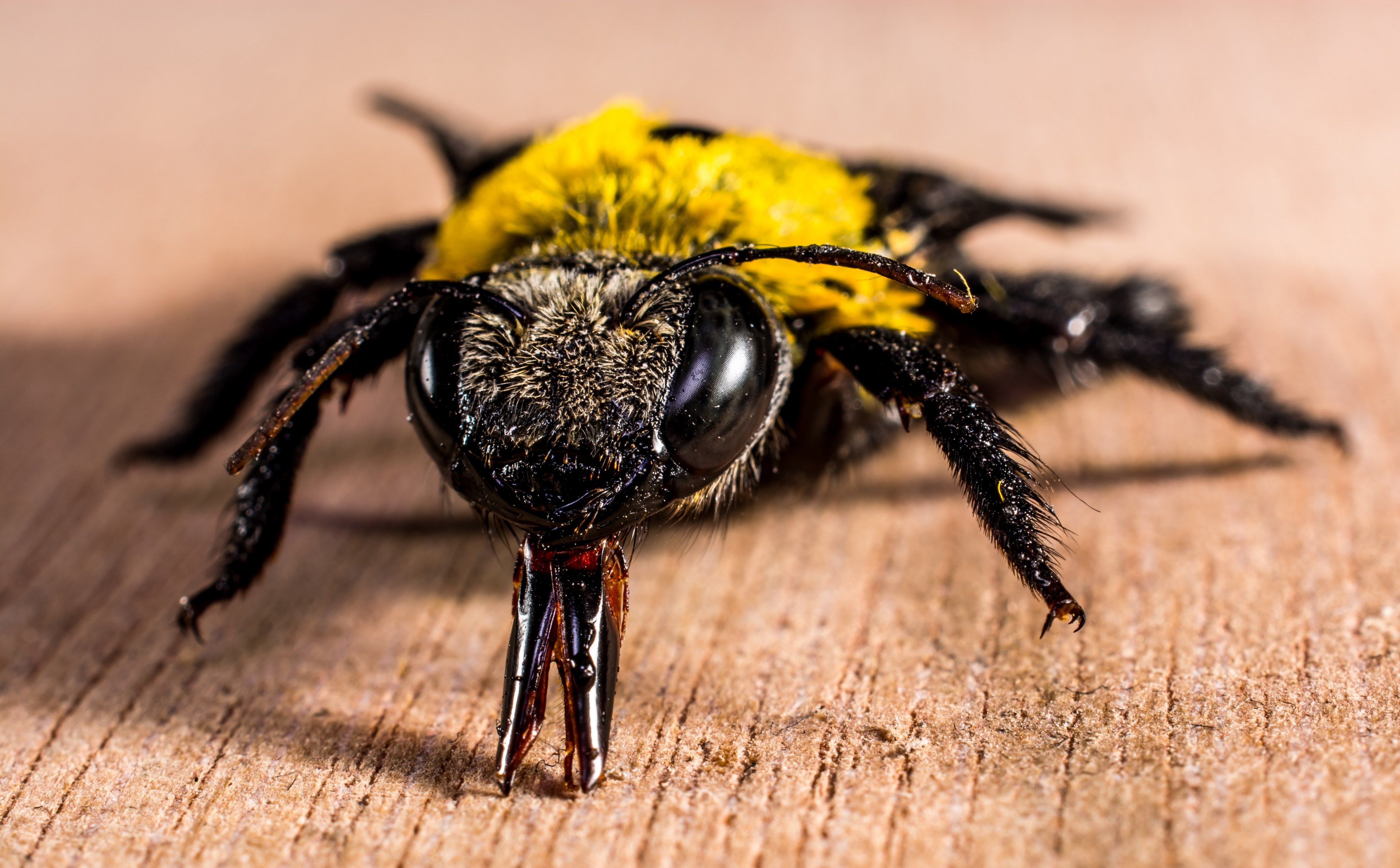 insect beetle fly whopper close 4k, HD Wallpaper