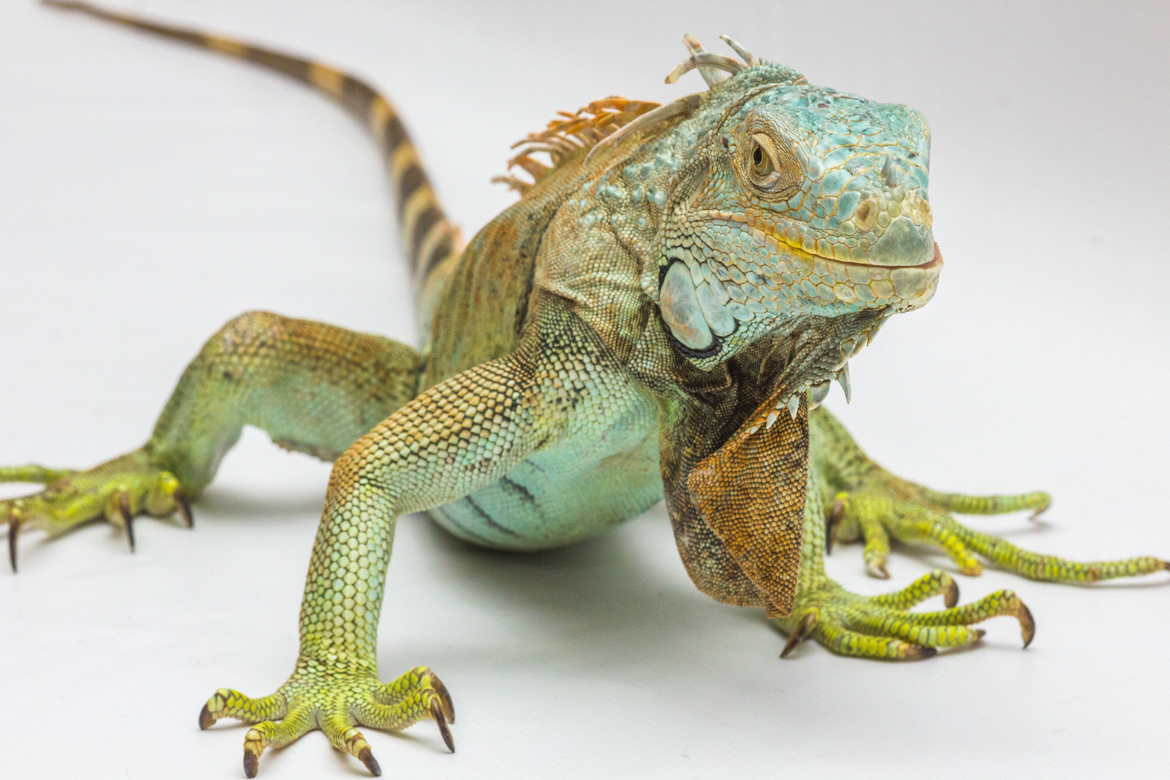 iguana white background reptile 4k, HD Wallpaper