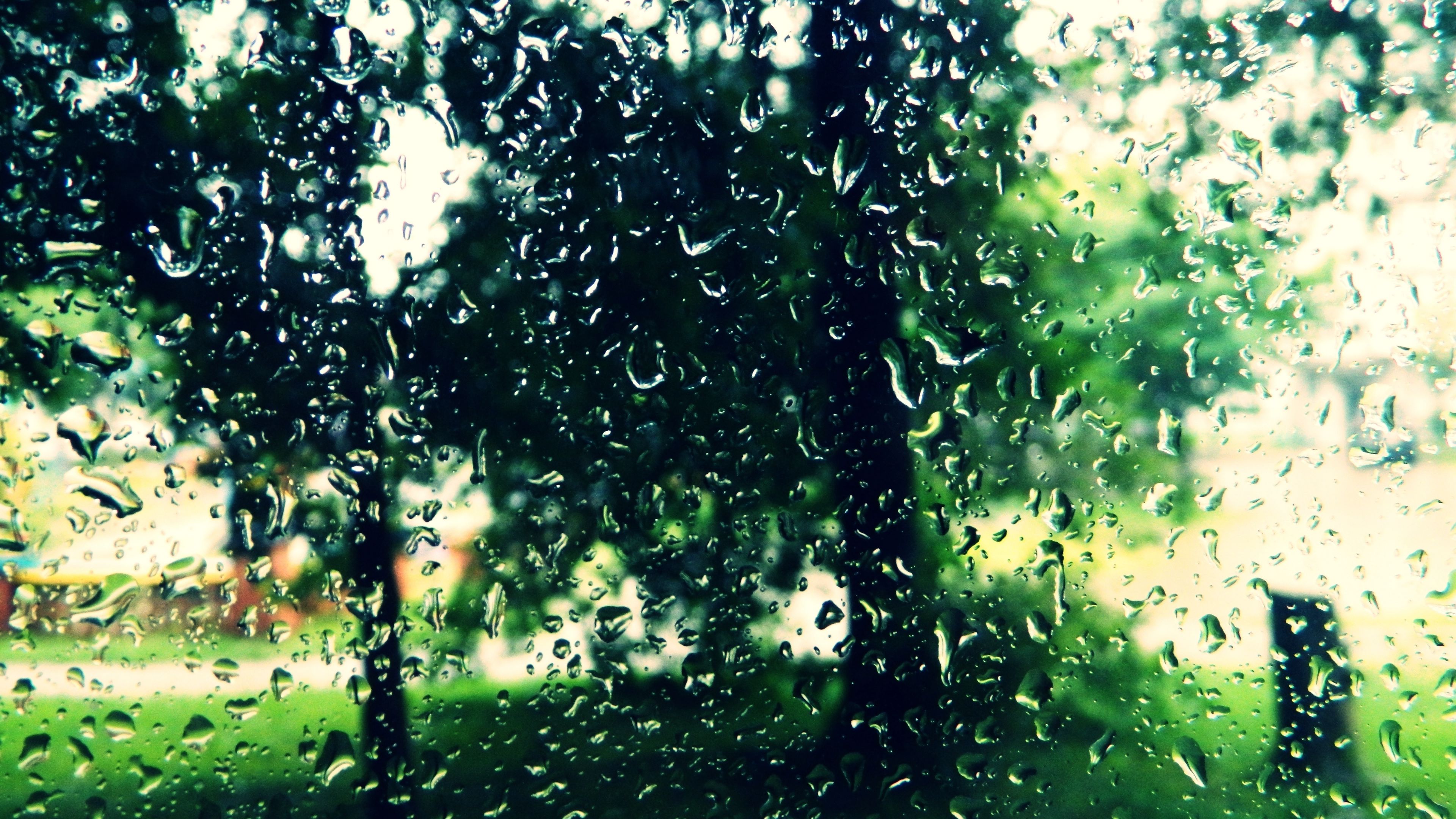 trees, drops, glass, 4k, HD Wallpaper