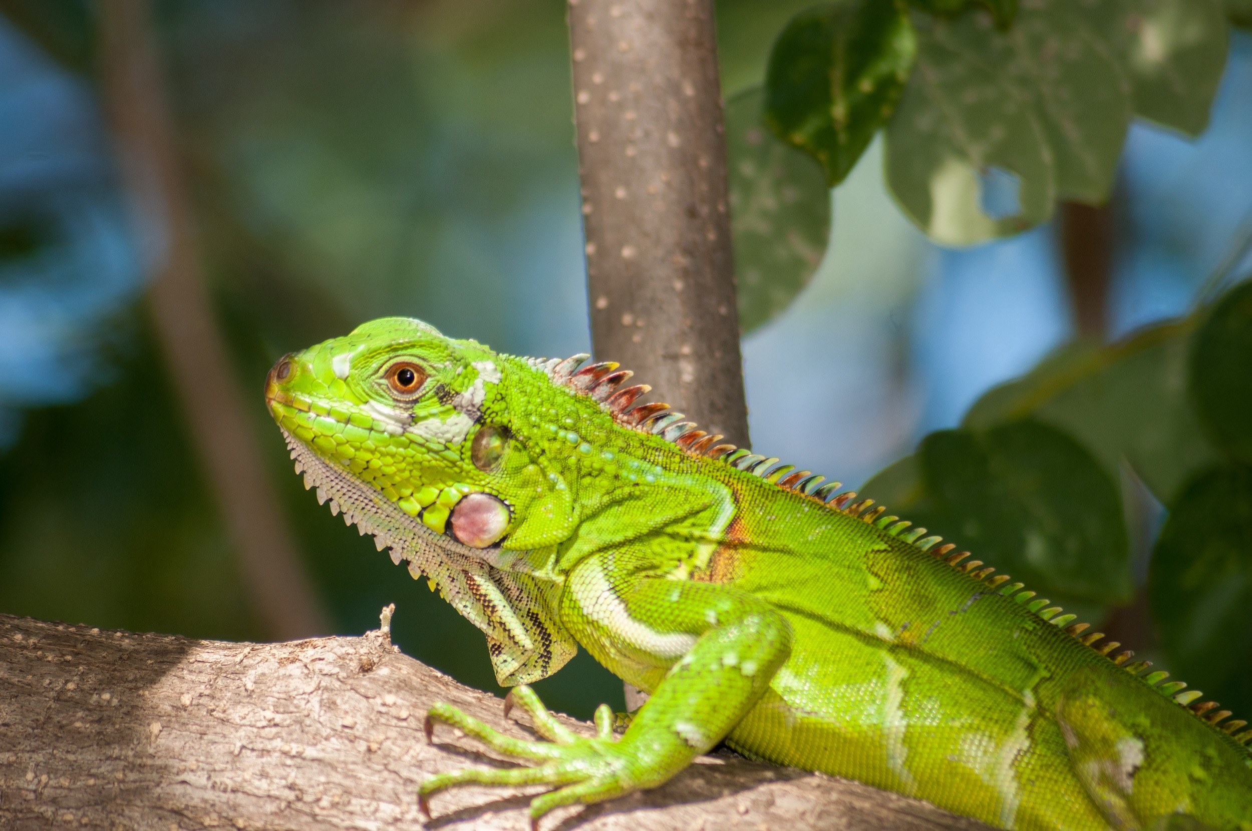 iguana reptile wildlife nature outside macro 4k, HD Wallpaper