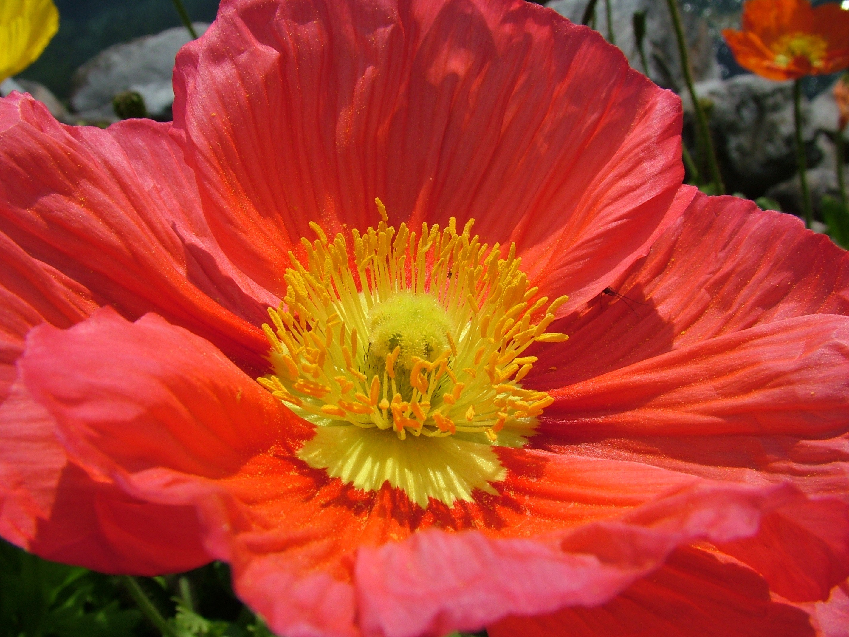 iceland poppy papaver nudicaule poppy 4k, HD Wallpaper