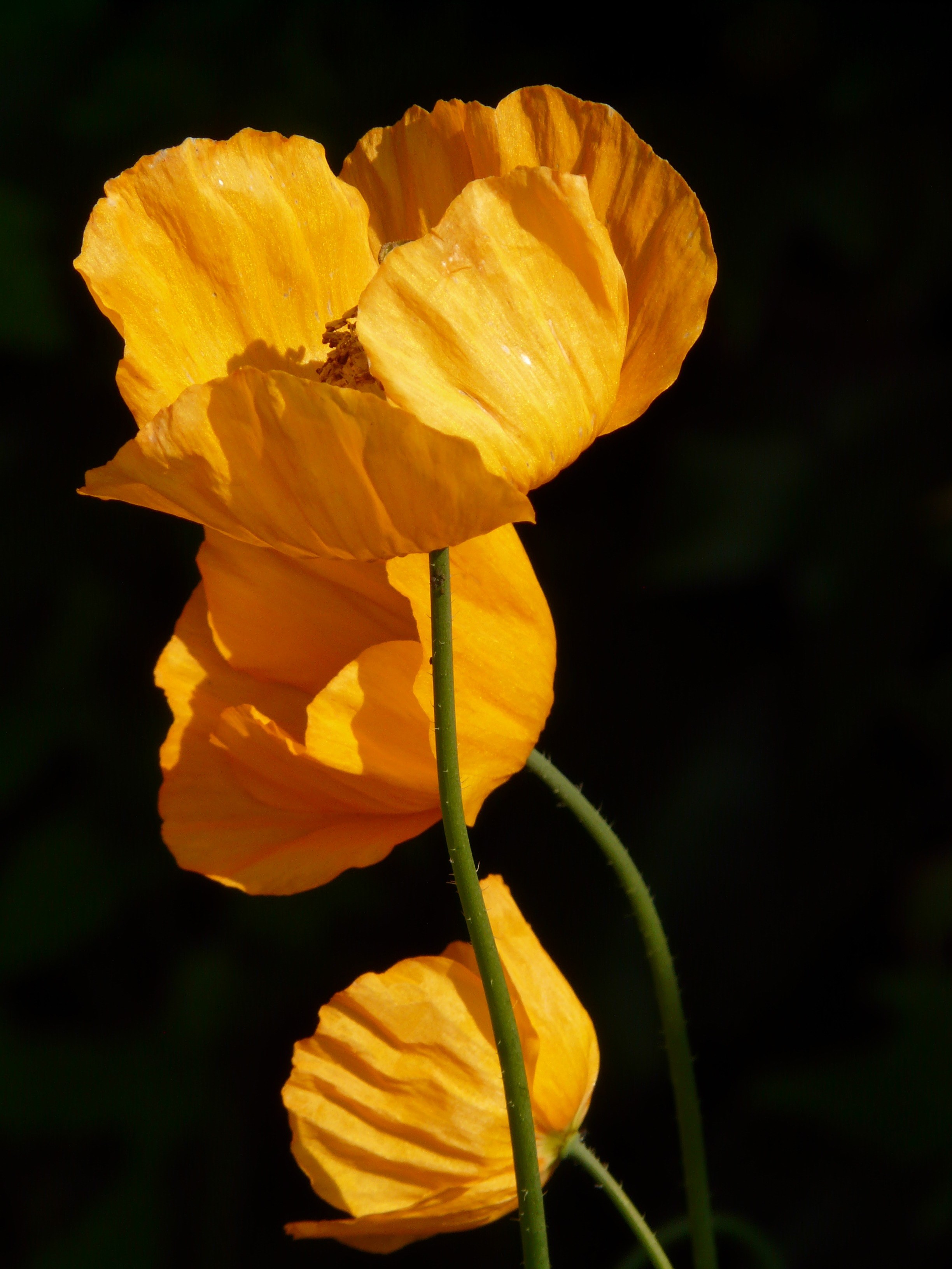 iceland poppy poppy flower plant back light orange 4k, Phone HD Wallpaper