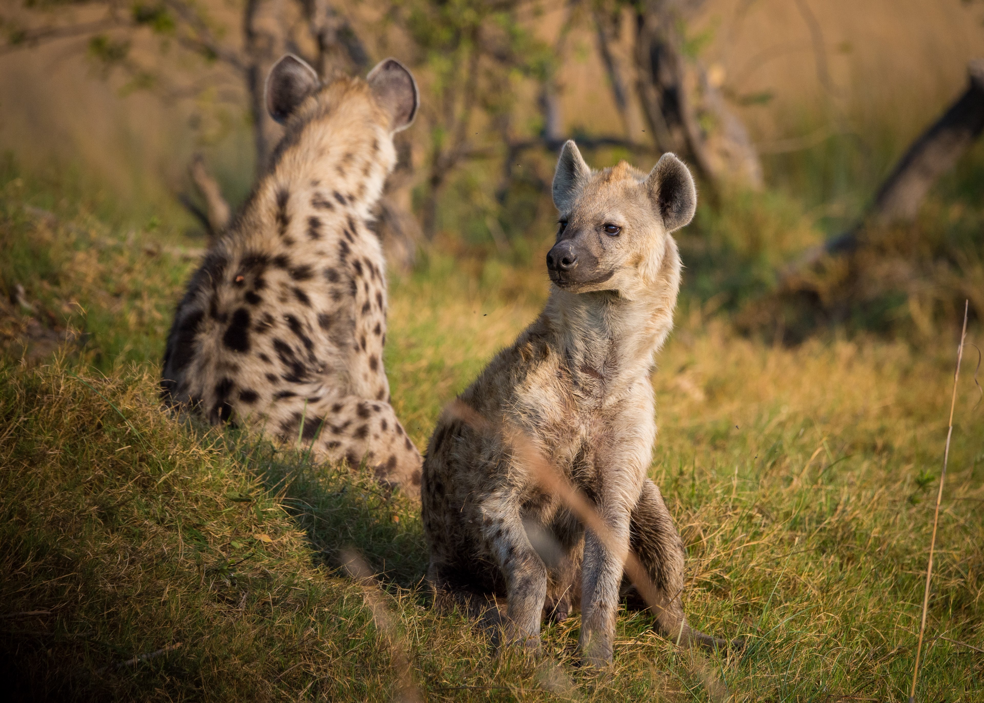 hyena africa botswana animal wildlife safari 4k, HD Wallpaper