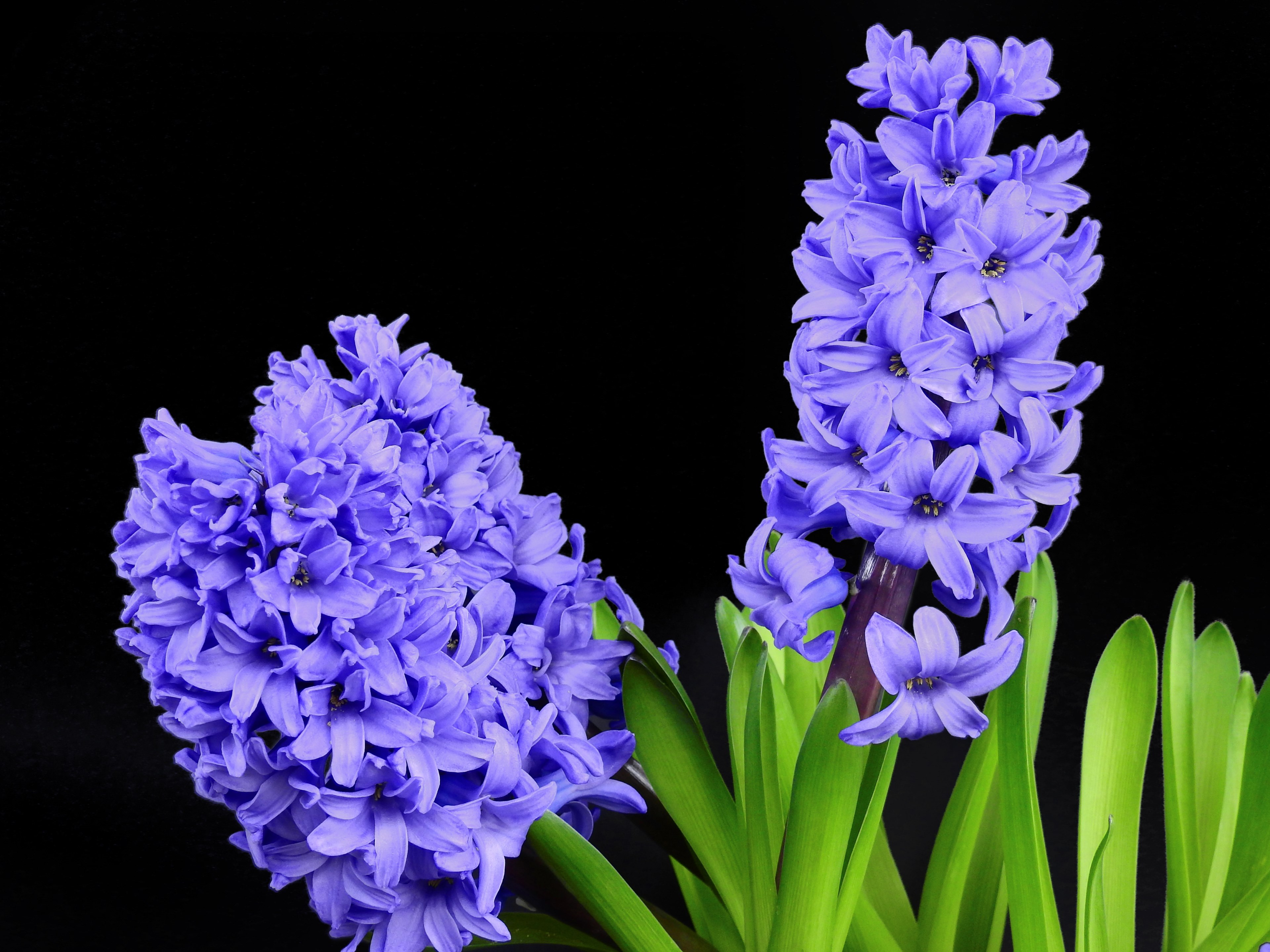 hyacinth flower blossom bloom bloom spring nature 4k, HD Wallpaper