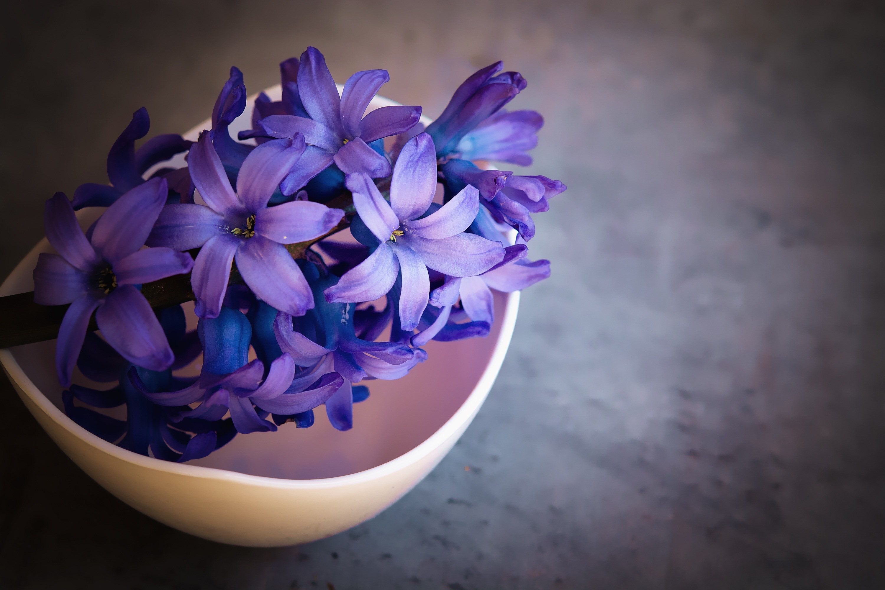 hyacinth flower violet flowers close spring flower 4k, HD Wallpaper