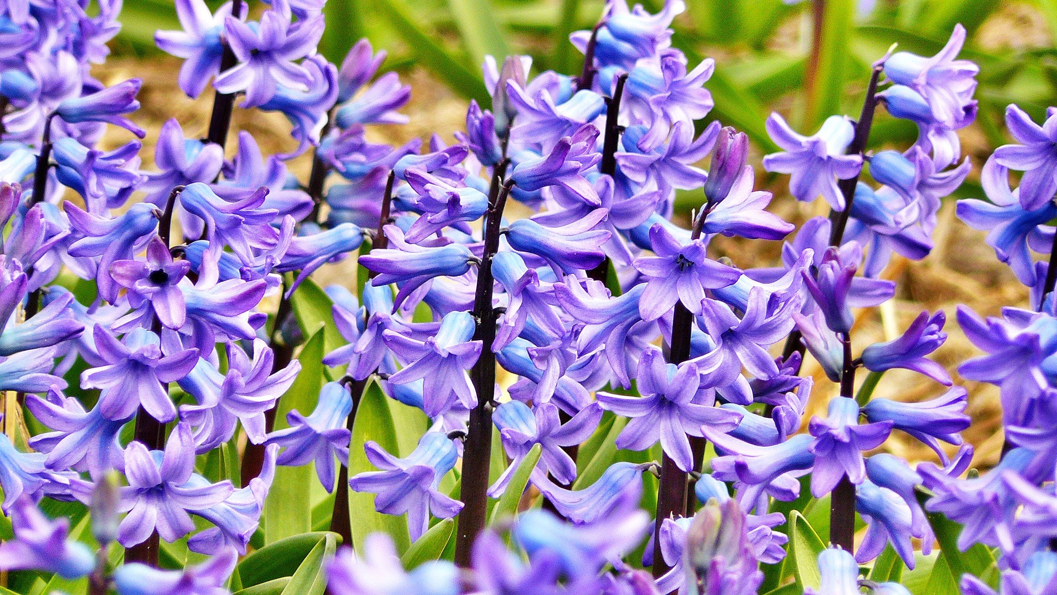 hyacinth jacinth flowers flower bloom blossom 4k, HD Wallpaper