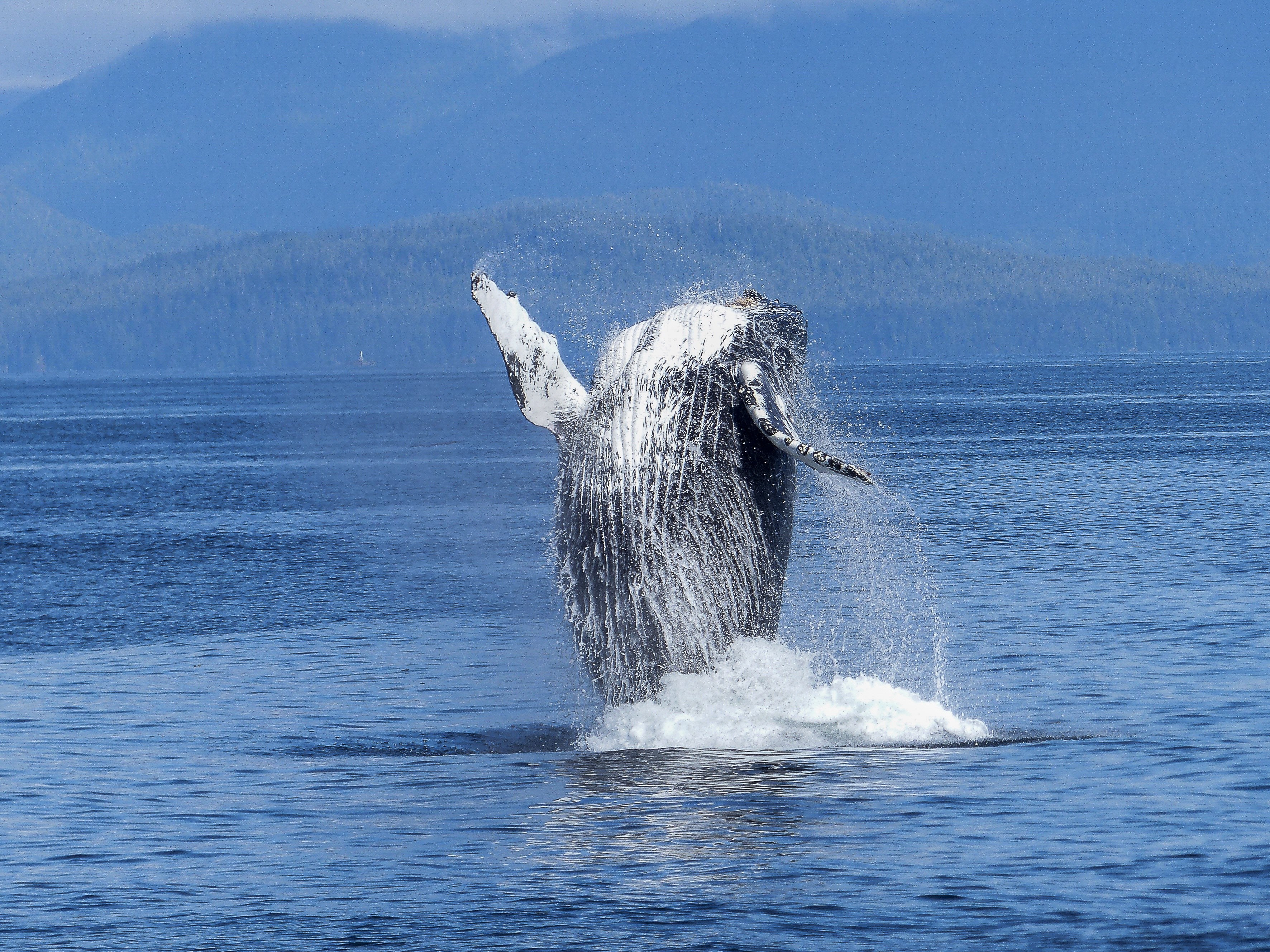 humpback whale natural spectacle nature mammal 4k, HD Wallpaper