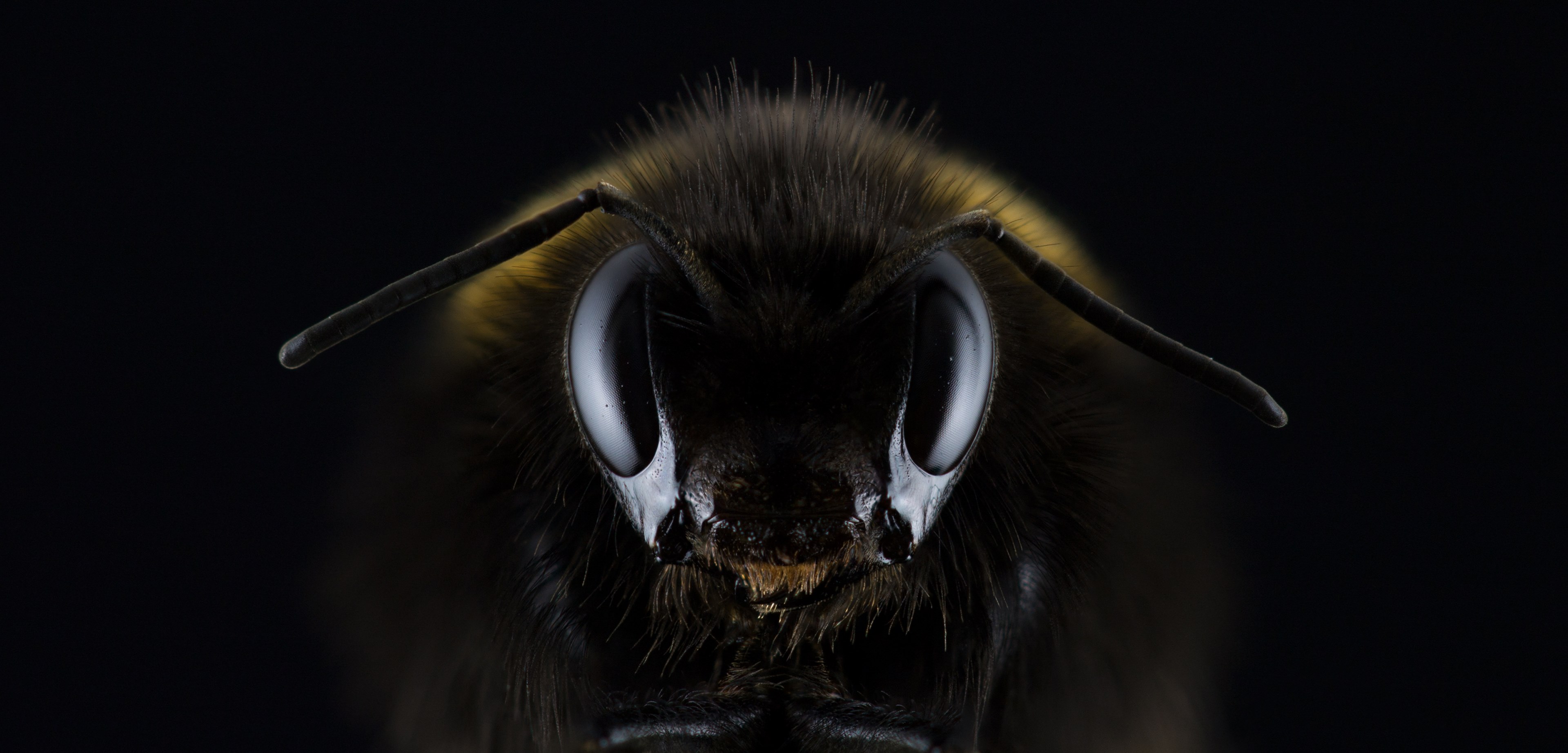hummel bombus eye insect sting antennas bee 4k, HD Wallpaper