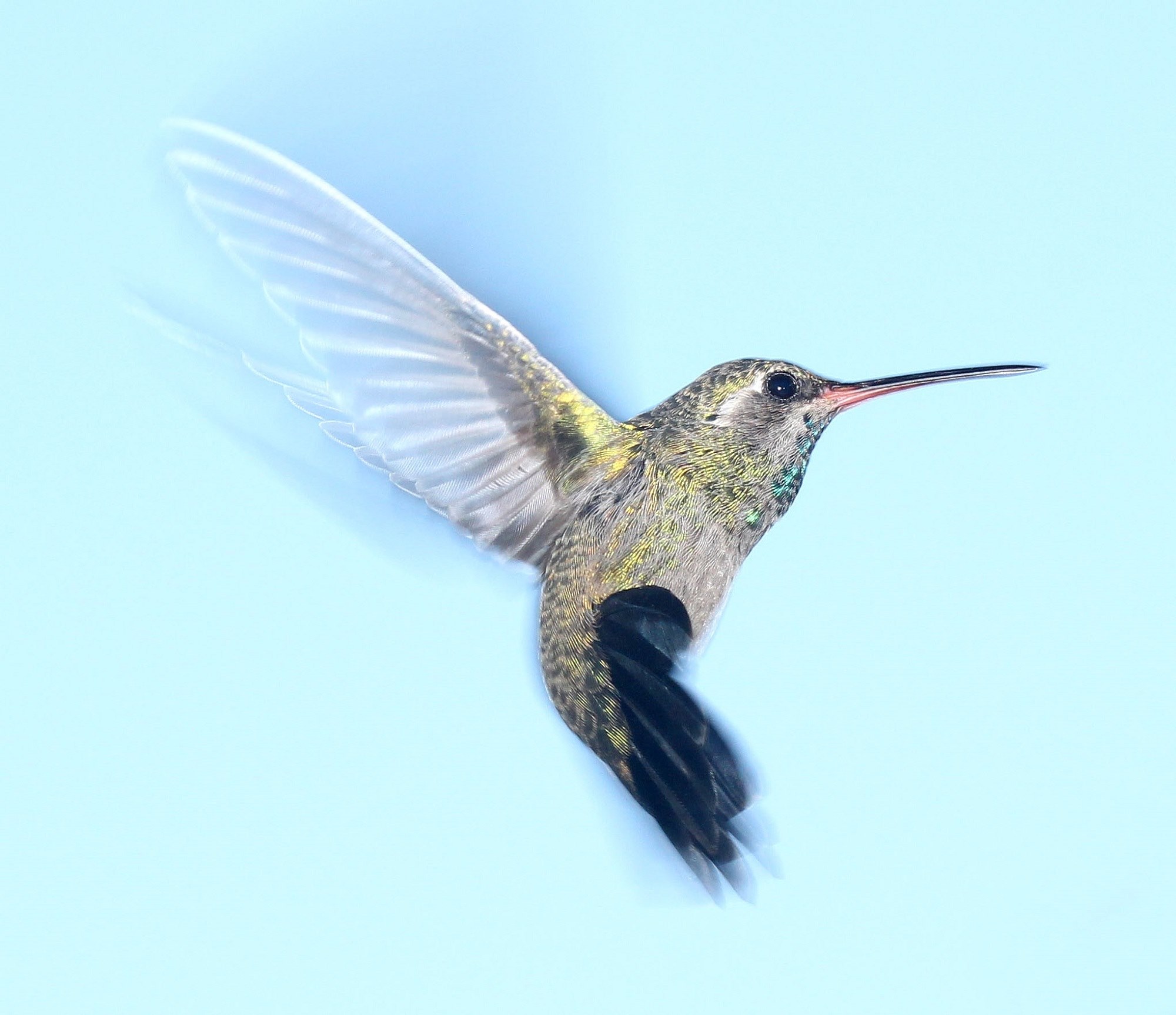 hummingbird flying portrait wildlife nature flight 4k, HD Wallpaper