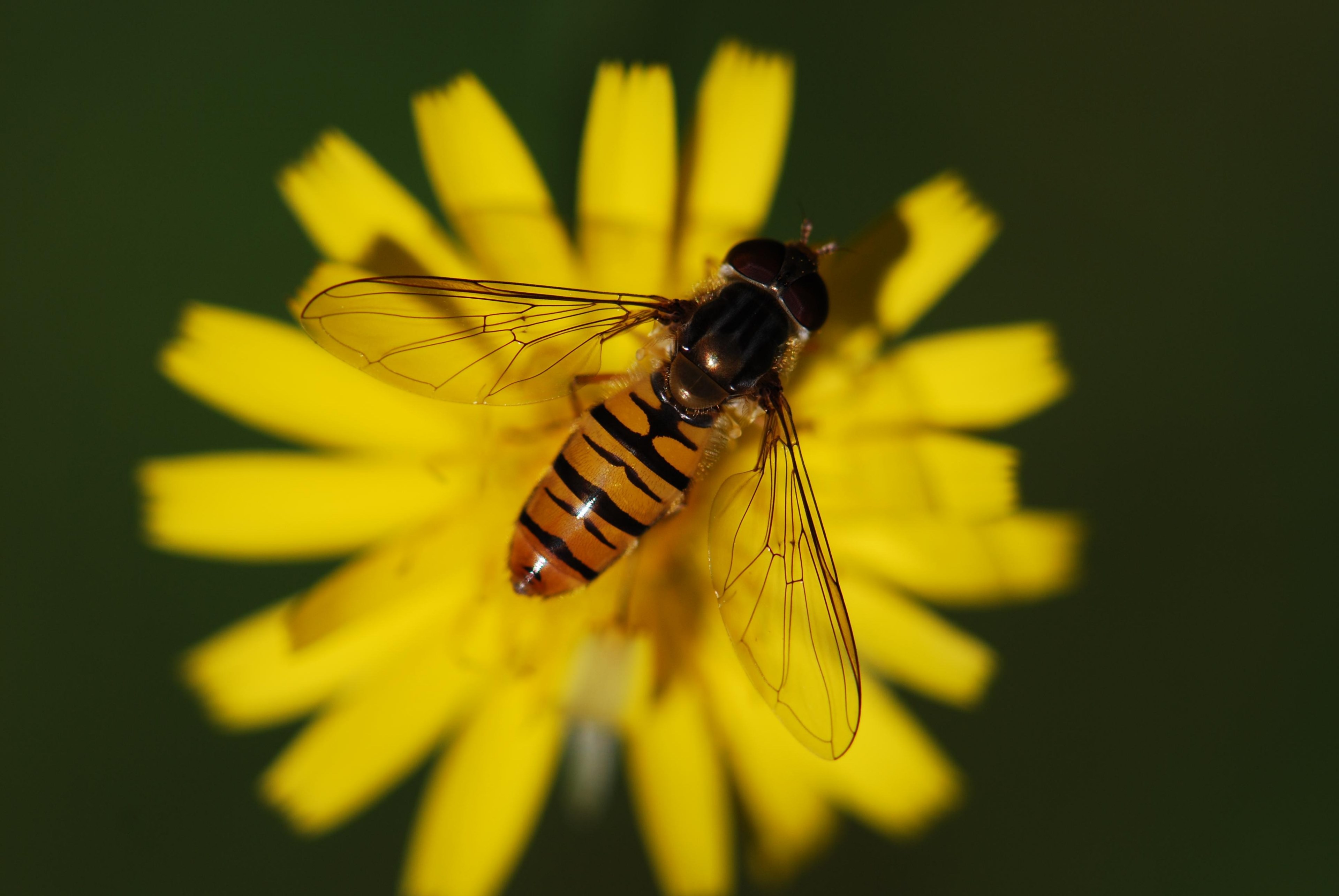 hover fly insect close animal nature macro fly 4k, HD Wallpaper
