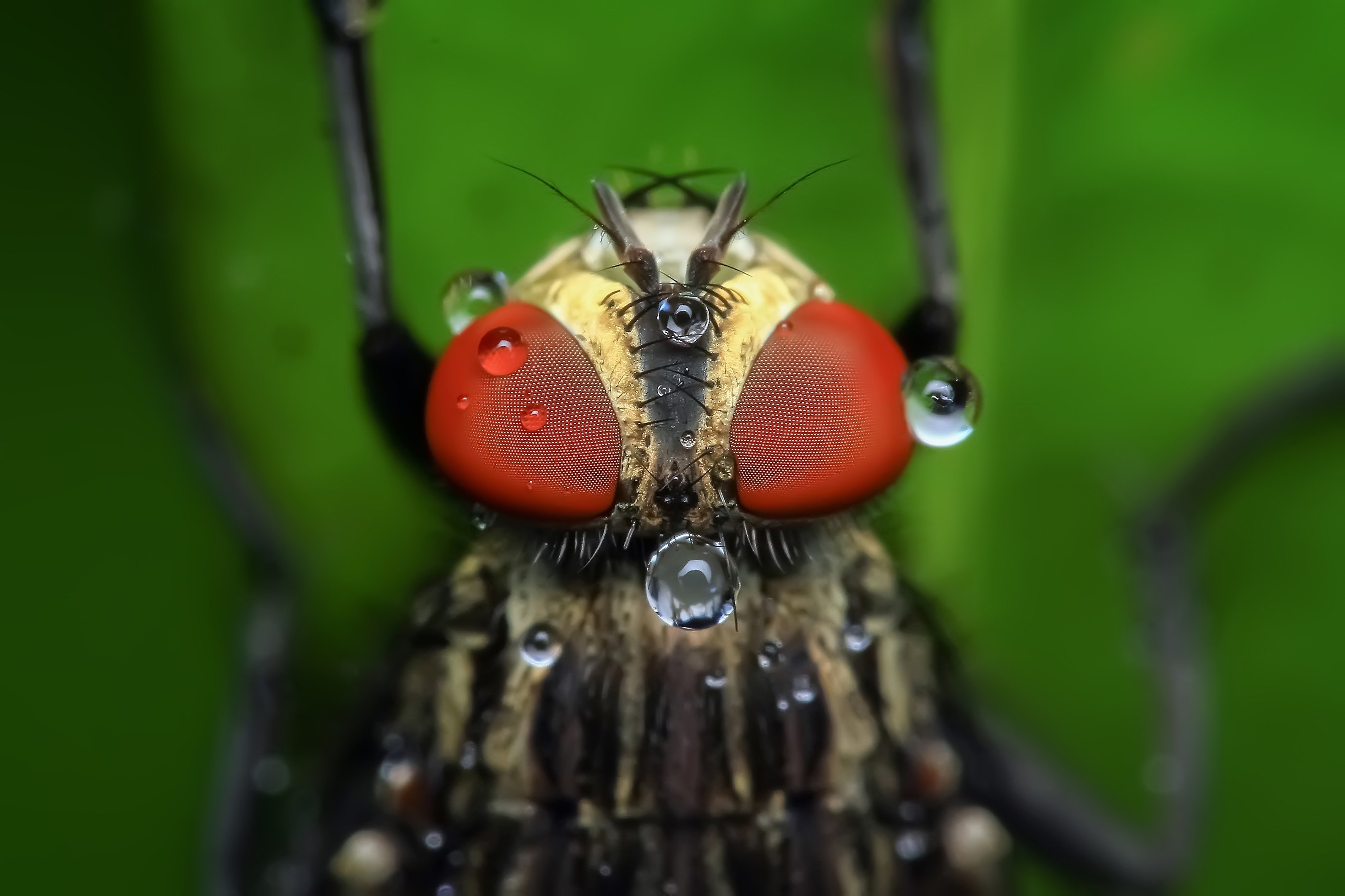 housefly insect macro pest animal eye 4k, HD Wallpaper