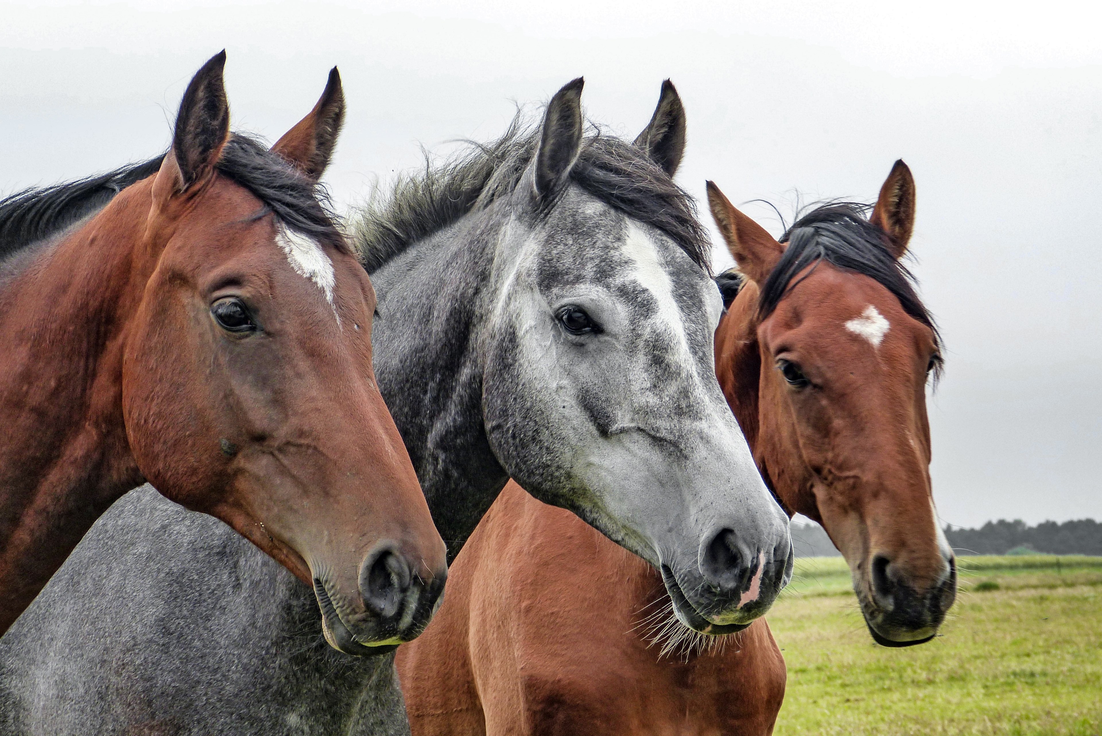 horses horse head animals 4k, HD Wallpaper