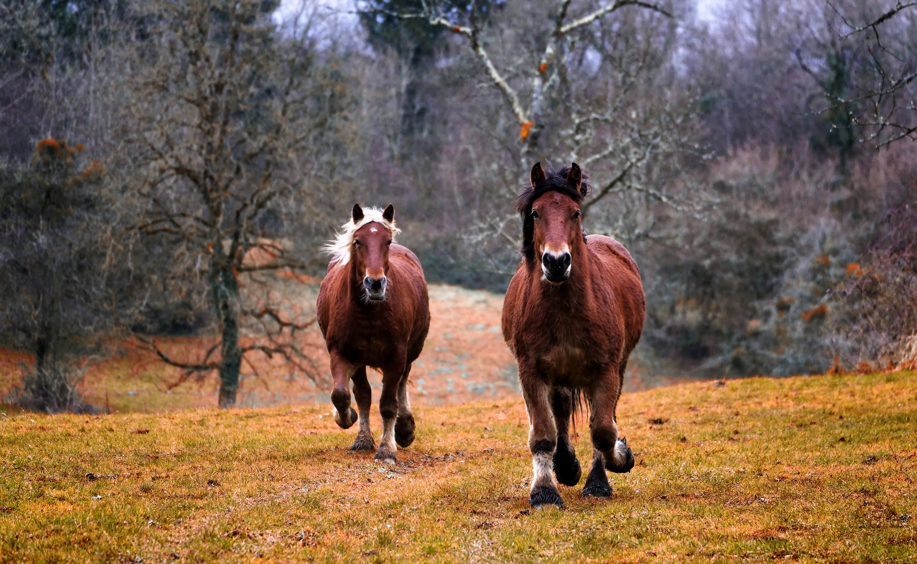 horses nature animal horse animals equine mane 4k, HD Wallpaper