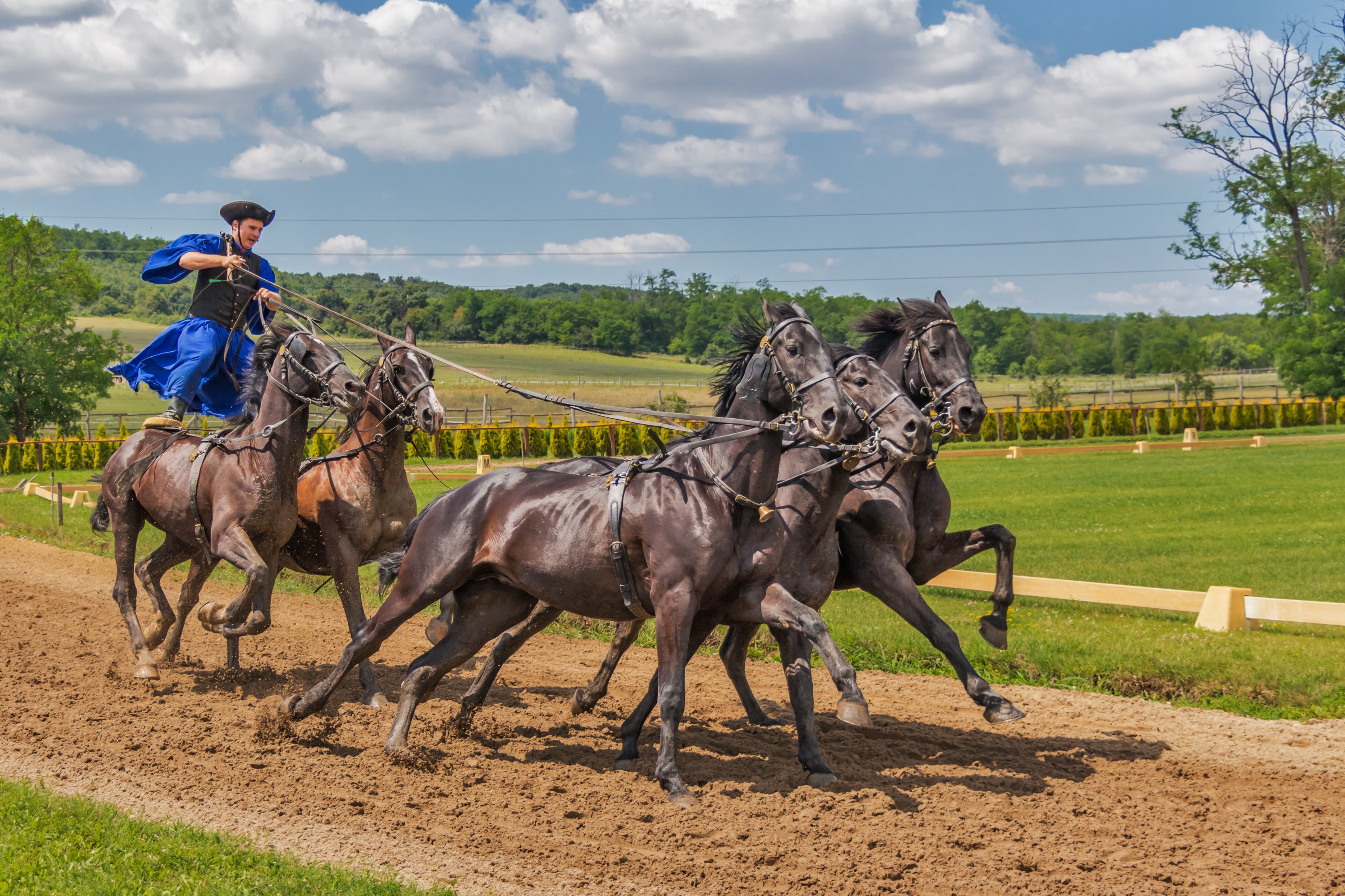 horses horse animal tradition rider hungarian 4k, HD Wallpaper