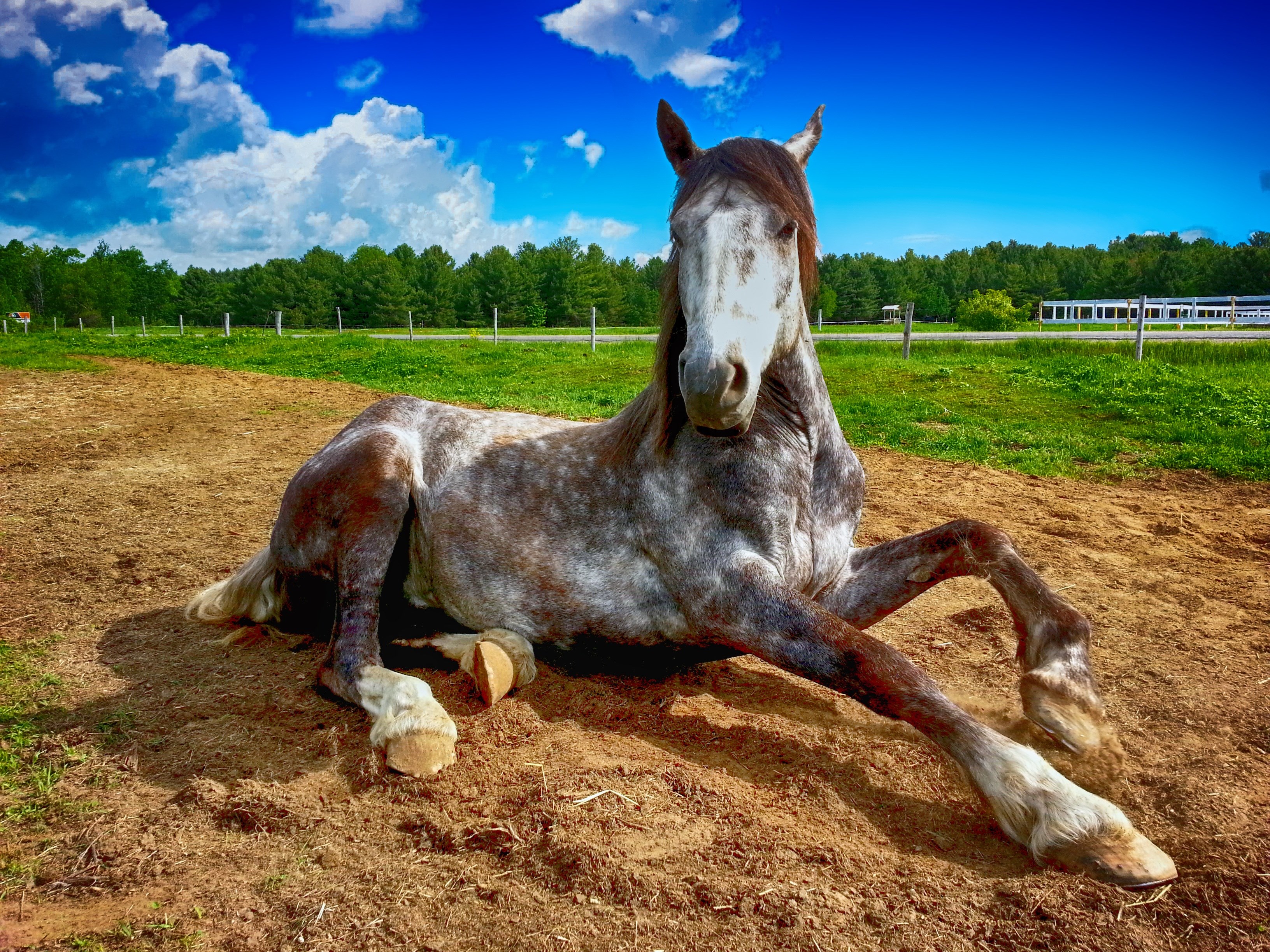 horse countryside farm animal nature field 4k, HD Wallpaper