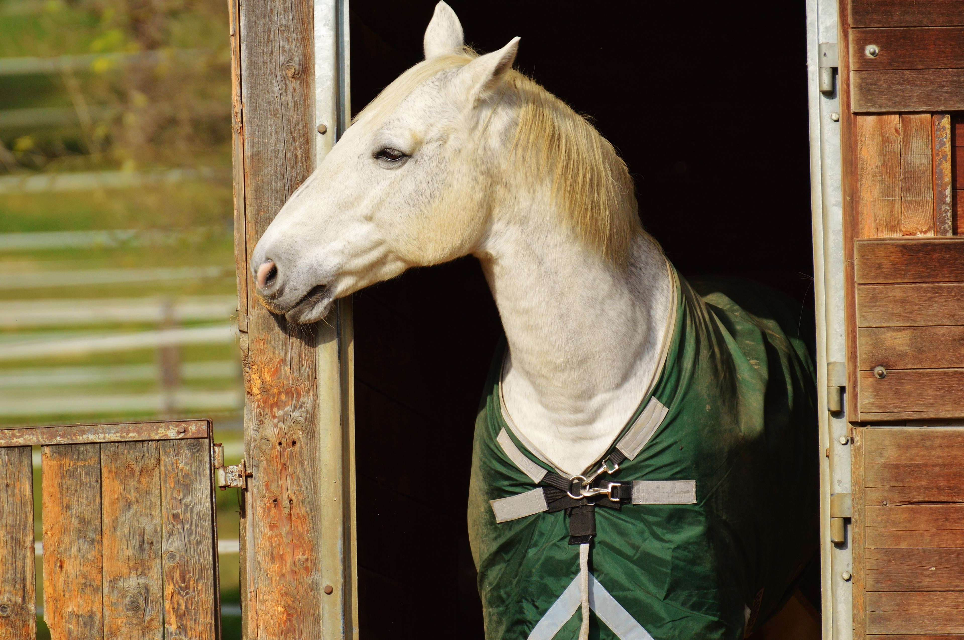 horse animal ride reiterhof white coupling meadow 4k, HD Wallpaper