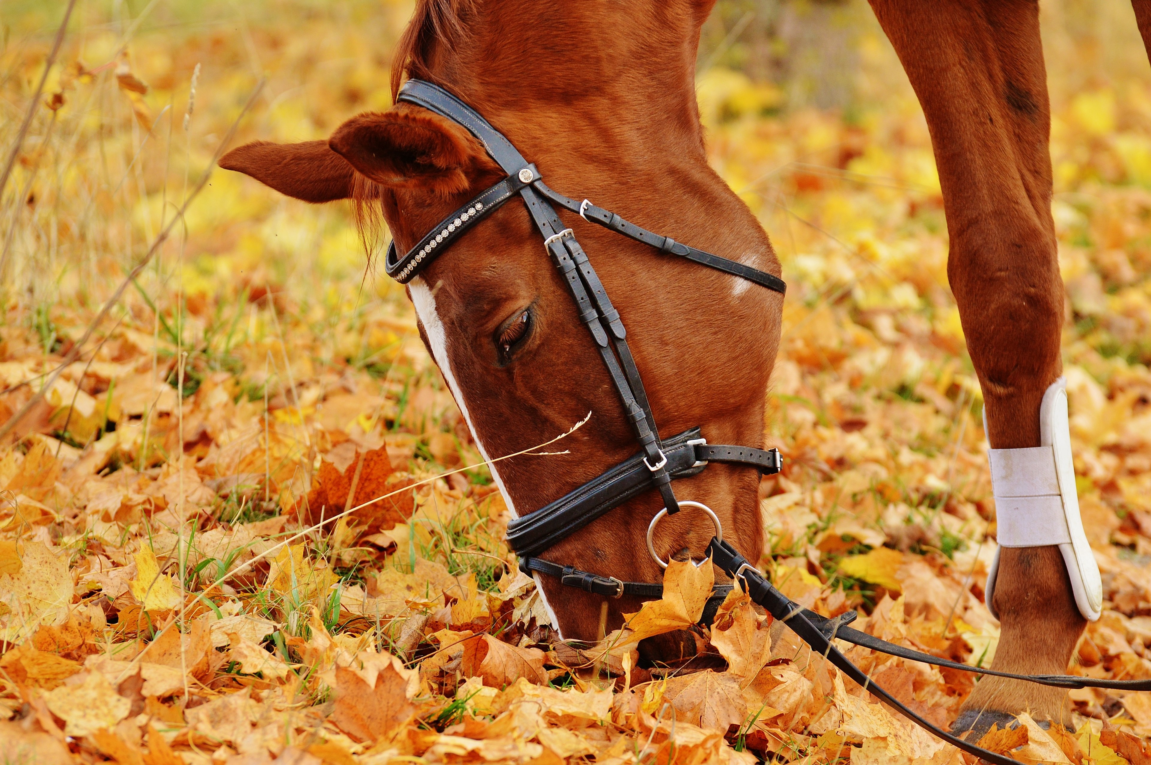 horse animal ride reiterhof brown coupling meadow 4k, HD Wallpaper